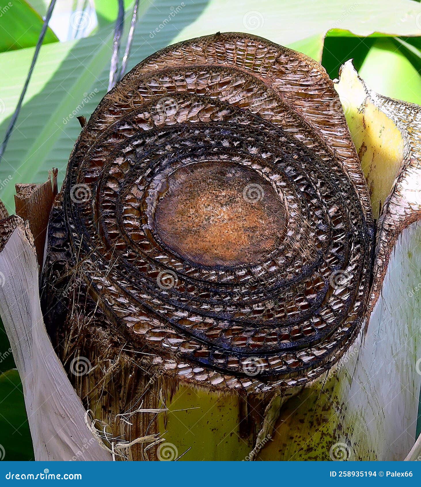 Banana plant. Crosscut stock photo. Image of plantation 258935194