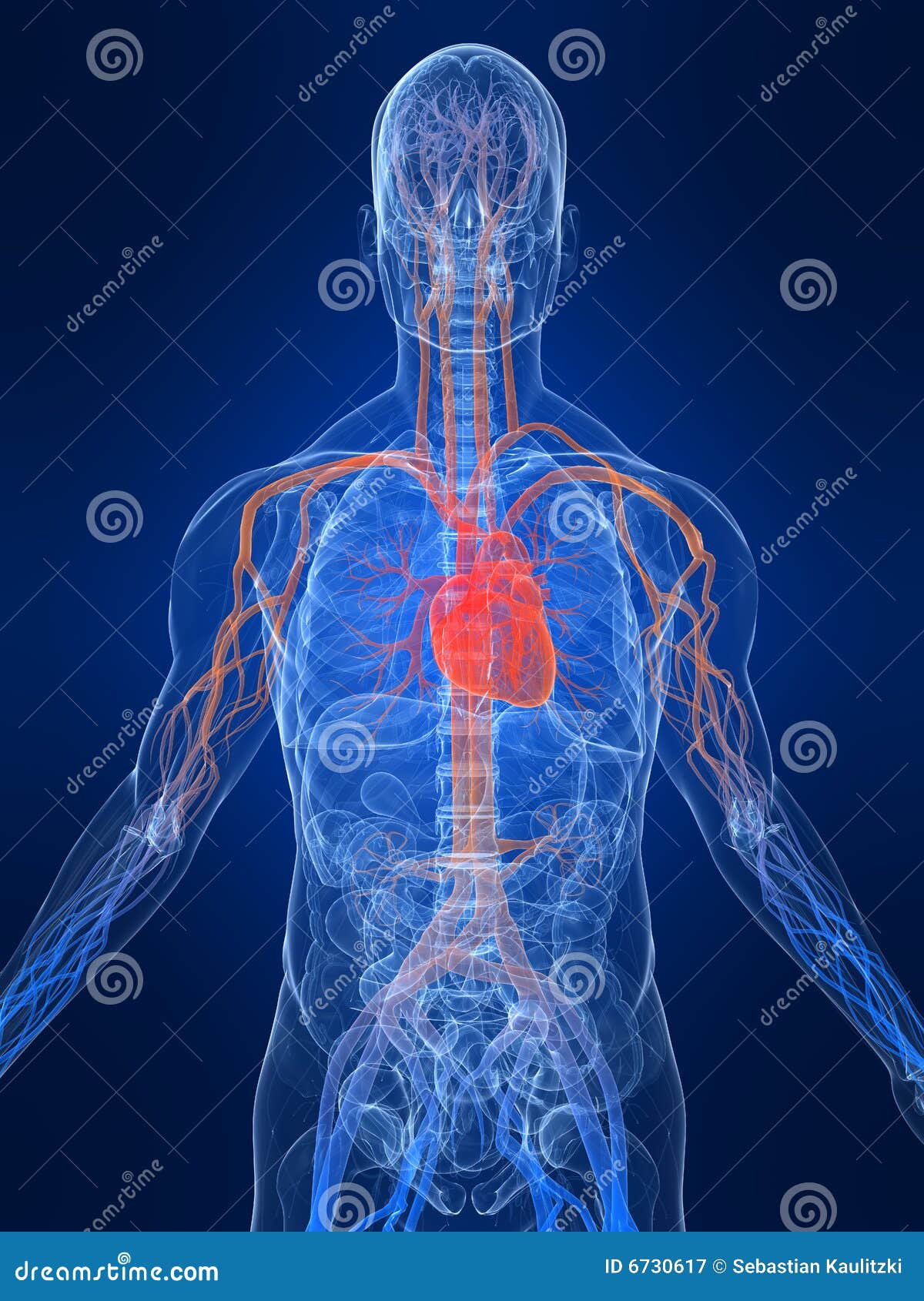 Vascular system stock illustration. Illustration of anatomy - 6730617