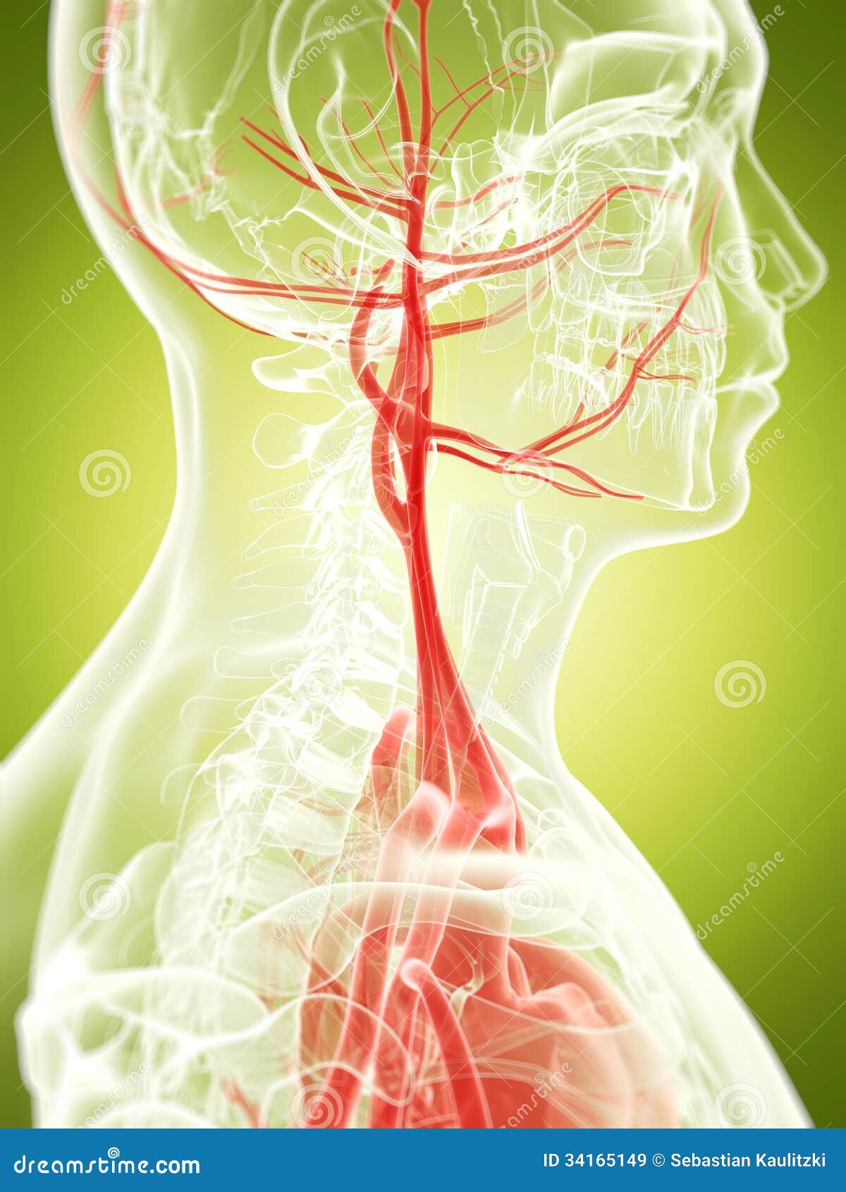 The vascular system stock illustration. Illustration of science - 34165149