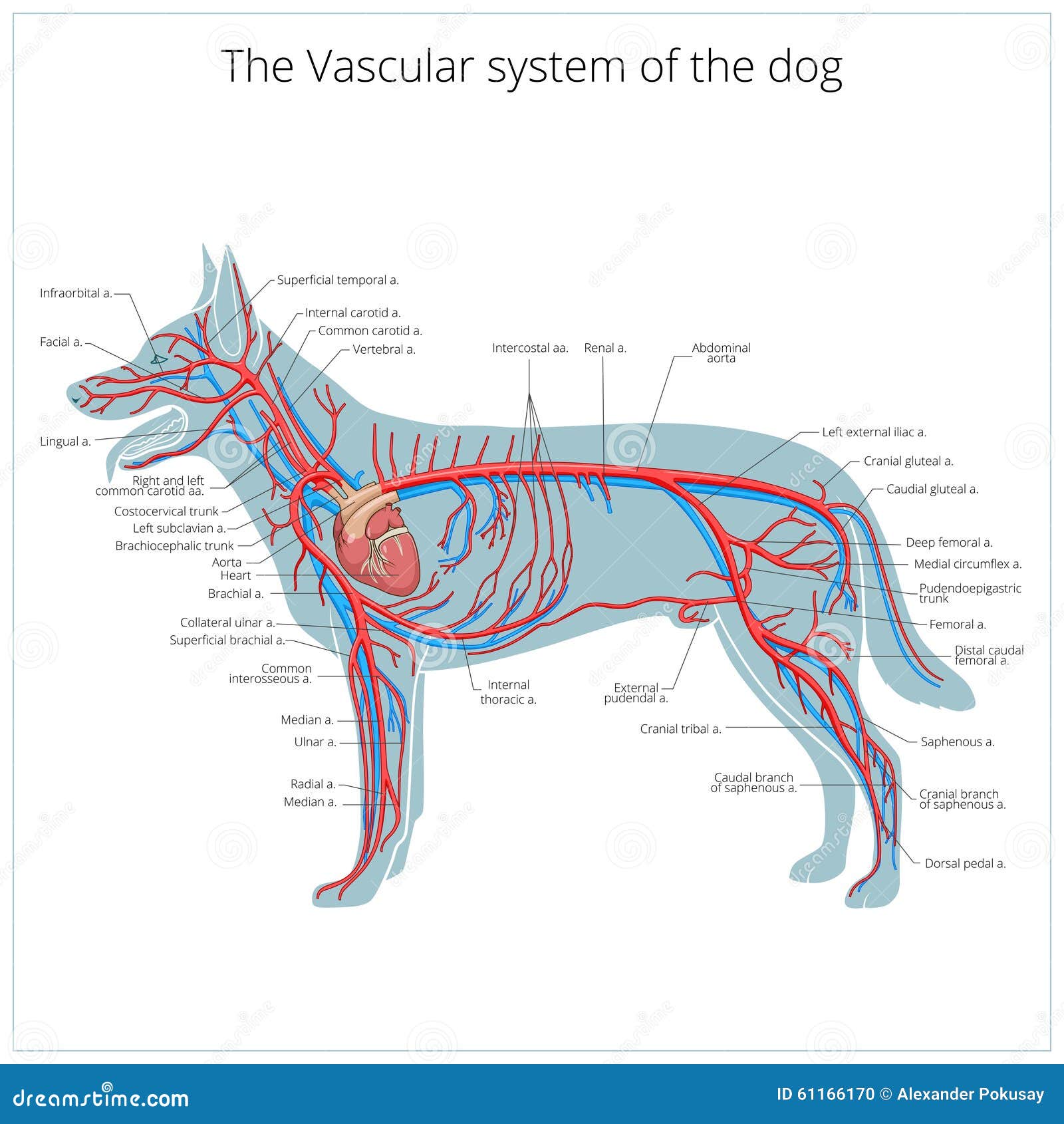 Vascular System Of The Dog Vector Illustration Stock Vector