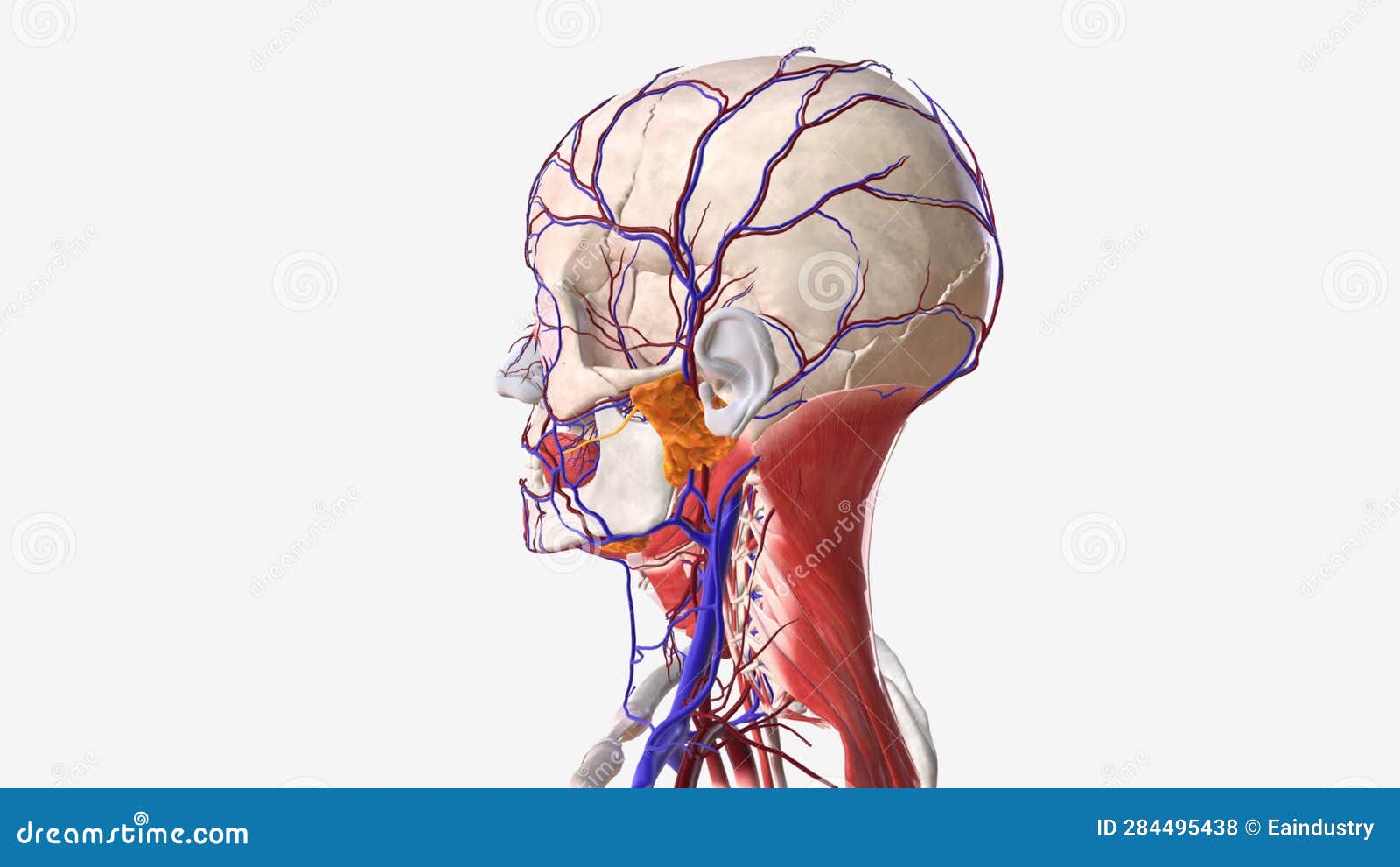 Vascular System in the Human Head and Face Stock Footage Video of circulation, catheterization