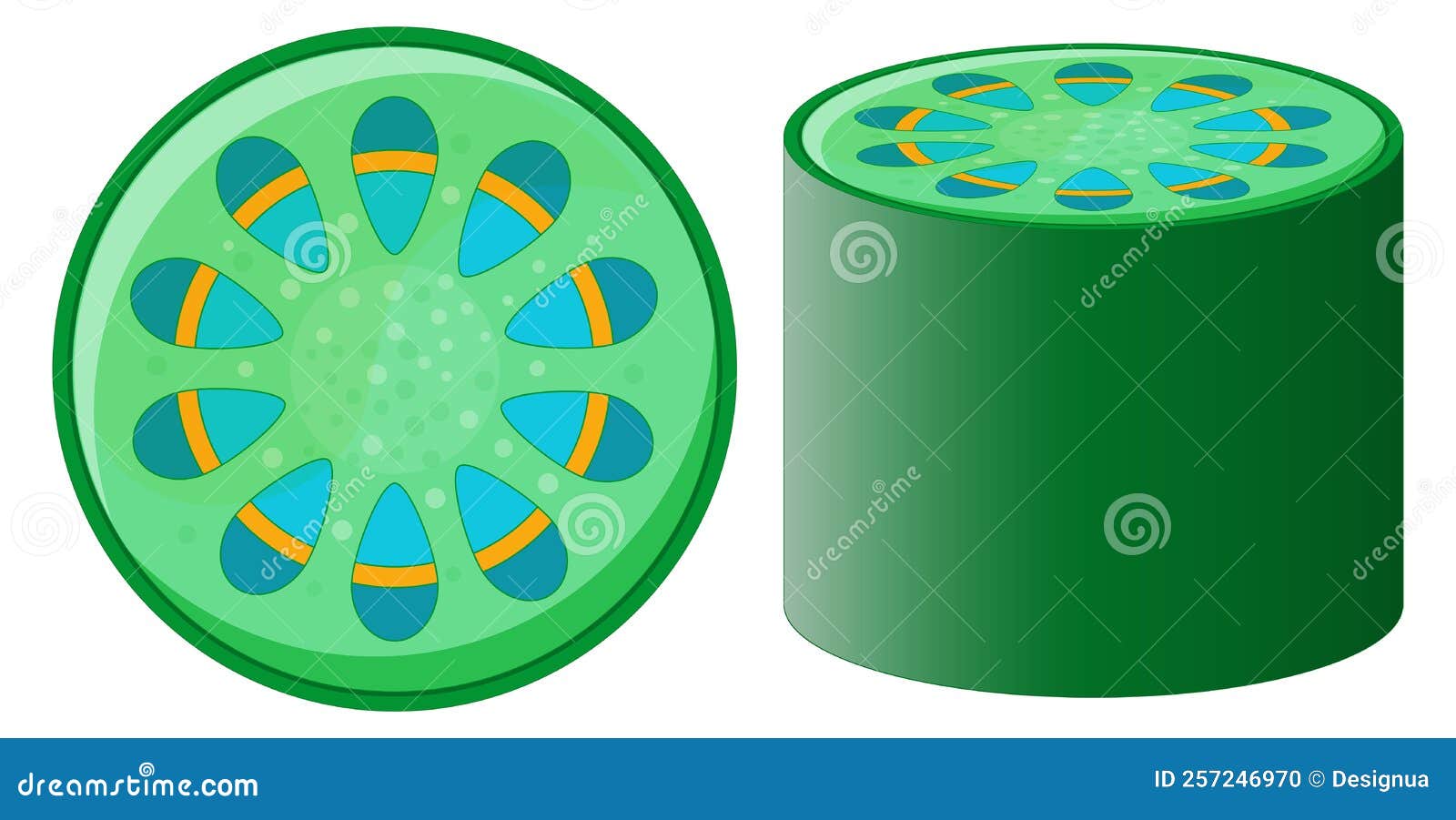 Solved Plant tissues are organized in different ways | Chegg.com