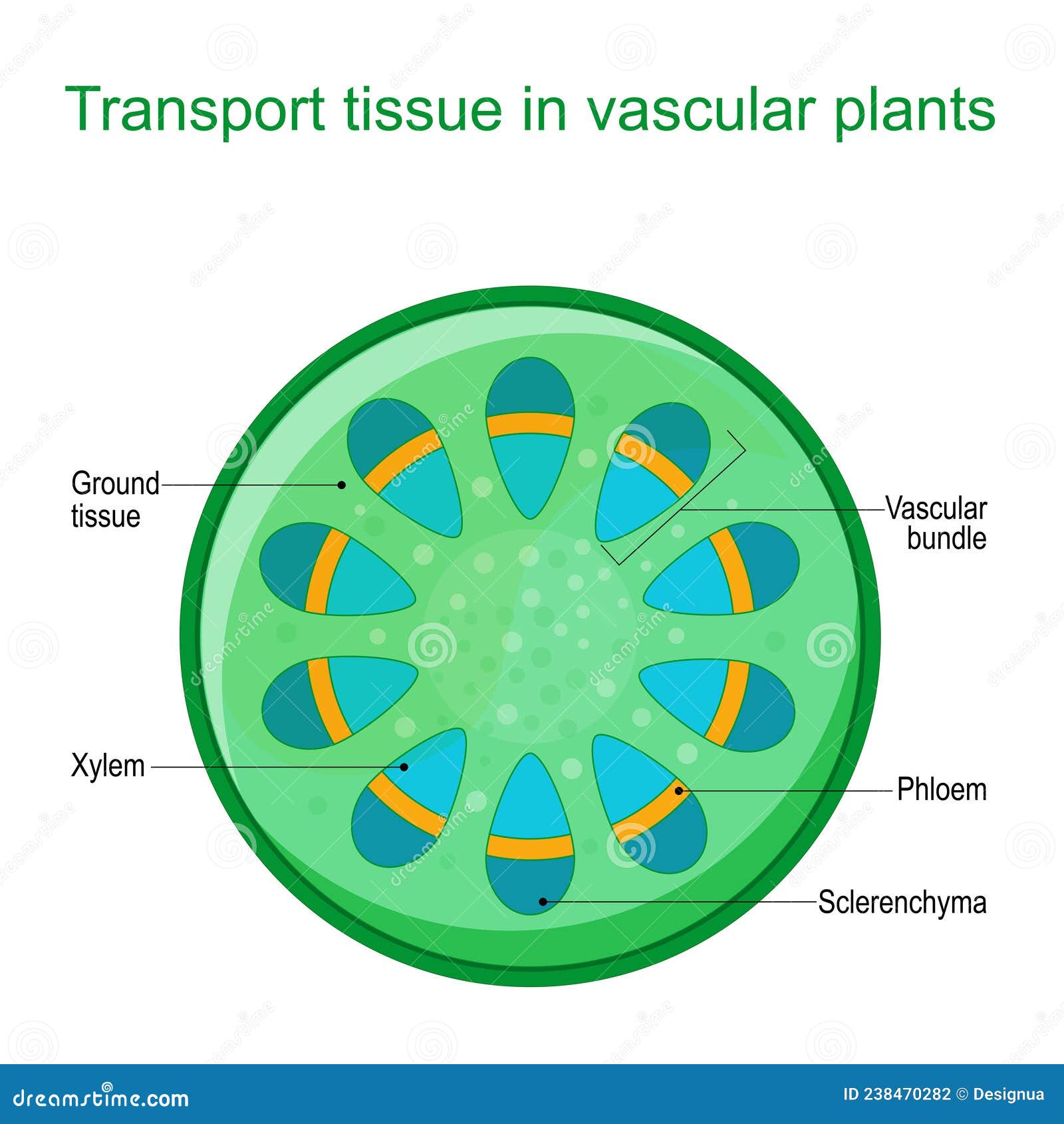 An introduction to the structure and reproduction of plants. Plant anatomy;  Plants. . w ^ ' ^t. Fig. 36.—Longitudinal section througli a vascular  bundle of the Sun- Rower {Helianihus). c, cambium;