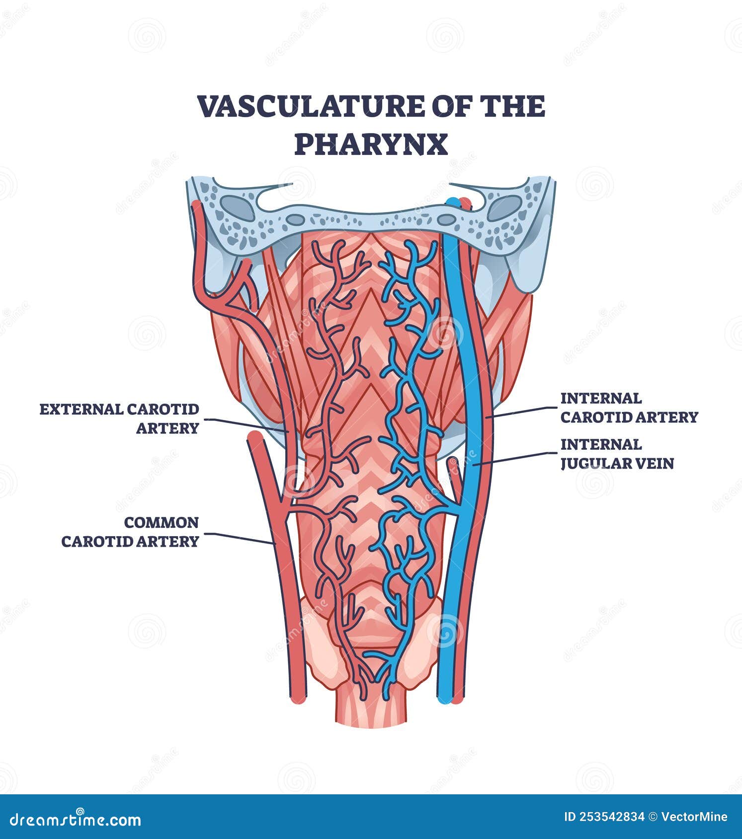 vasculature of pharynx as throat blood artery and vein system outline diagram