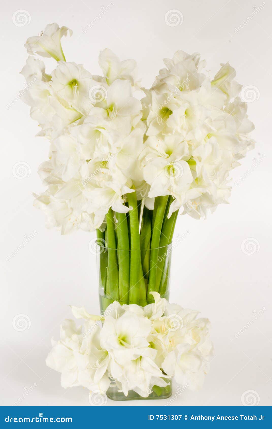 Vase of Amaryllis stock image. Image of arrangement, decoration 7531307