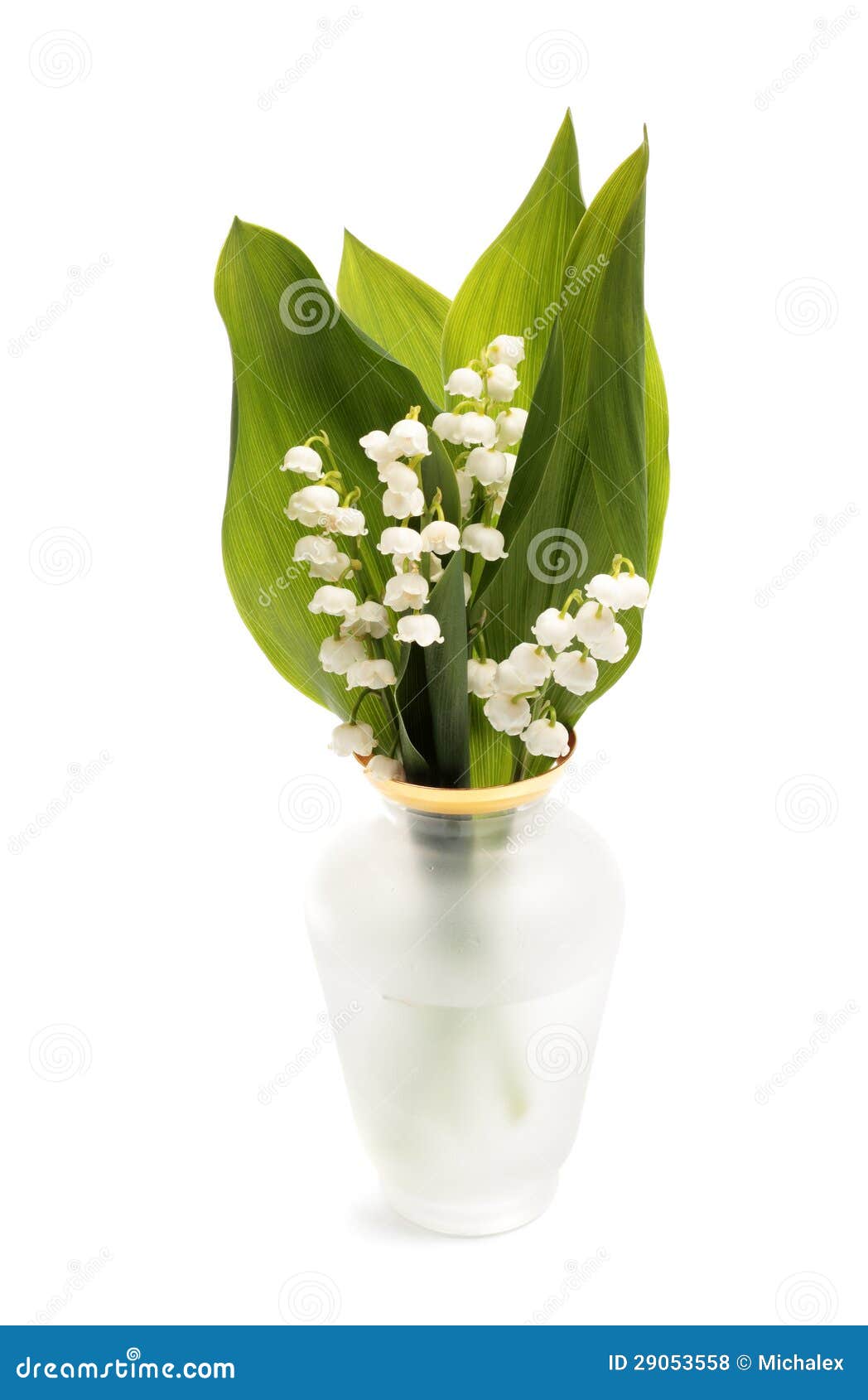 Vase avec le muguet photo stock. Image du fond, fragilité 29053558