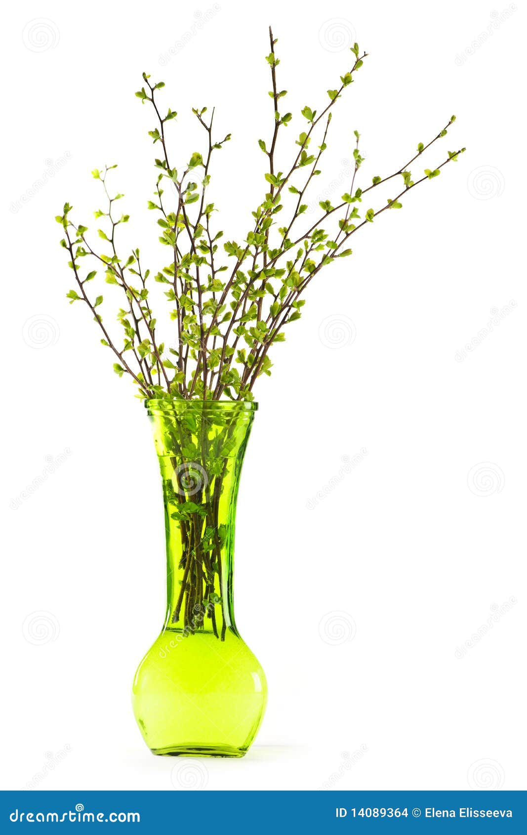 Vase of Branches with Green Spring Leaves Stock Photo Image of decor