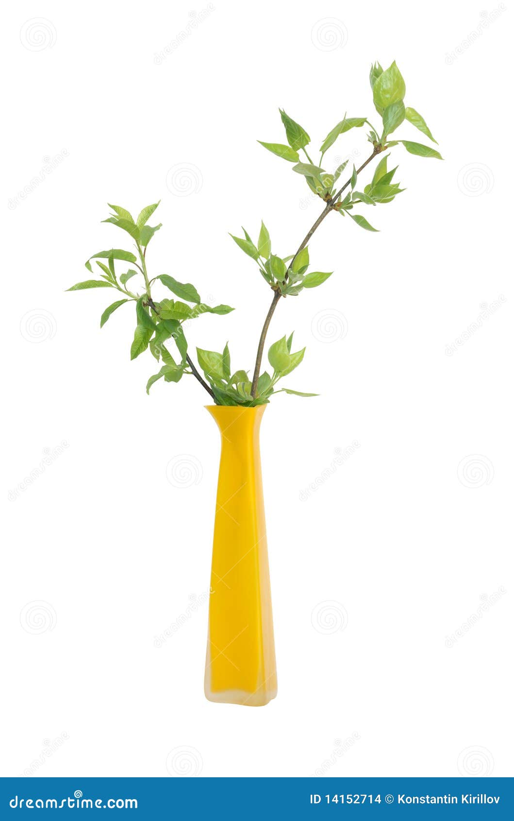 Vase with Green Leaves stock photo. Image of leaf, vase 14152714