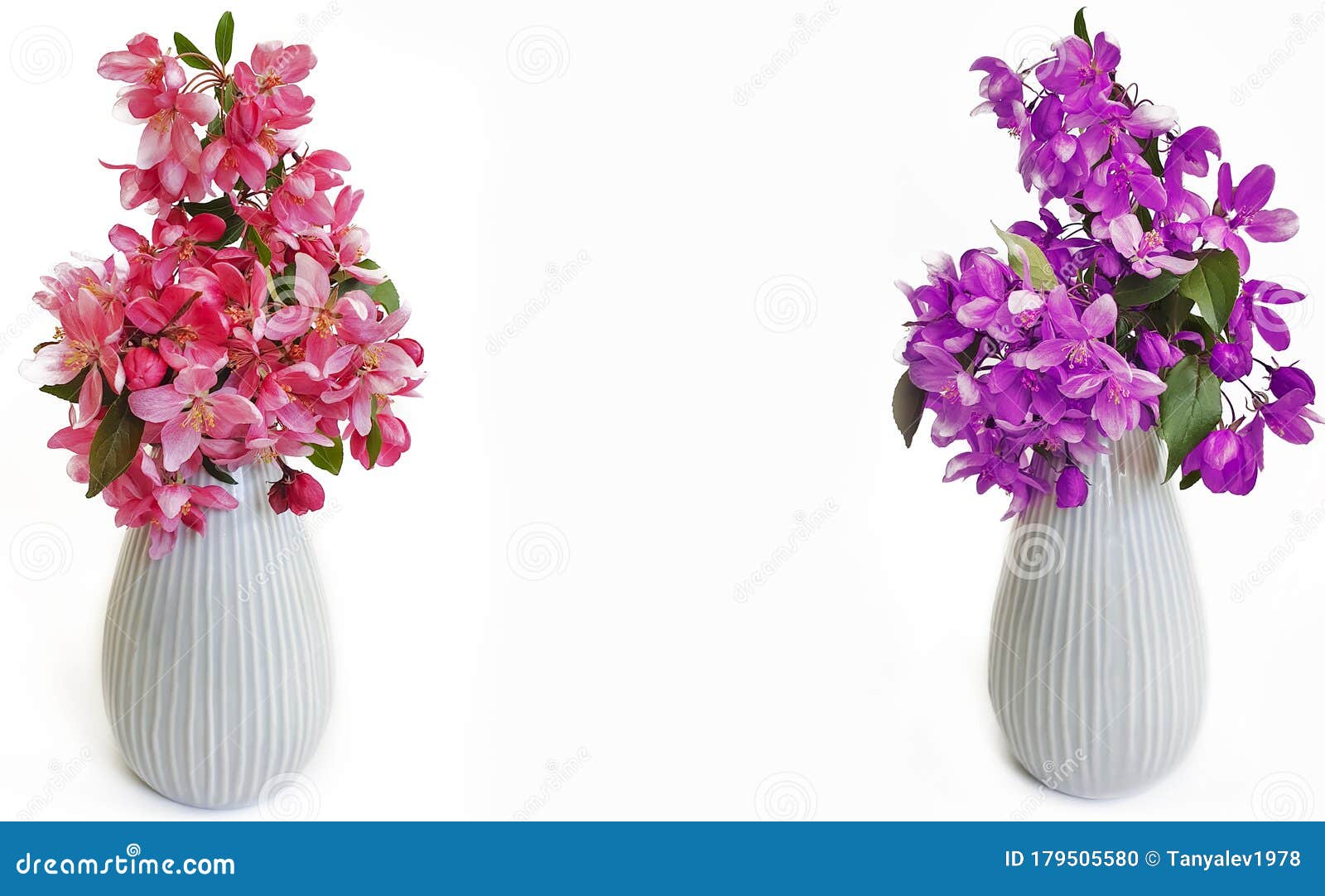 Vase with Magnolia Flowers Isolated on White Background Stock Photo Image of bouquet, isolated