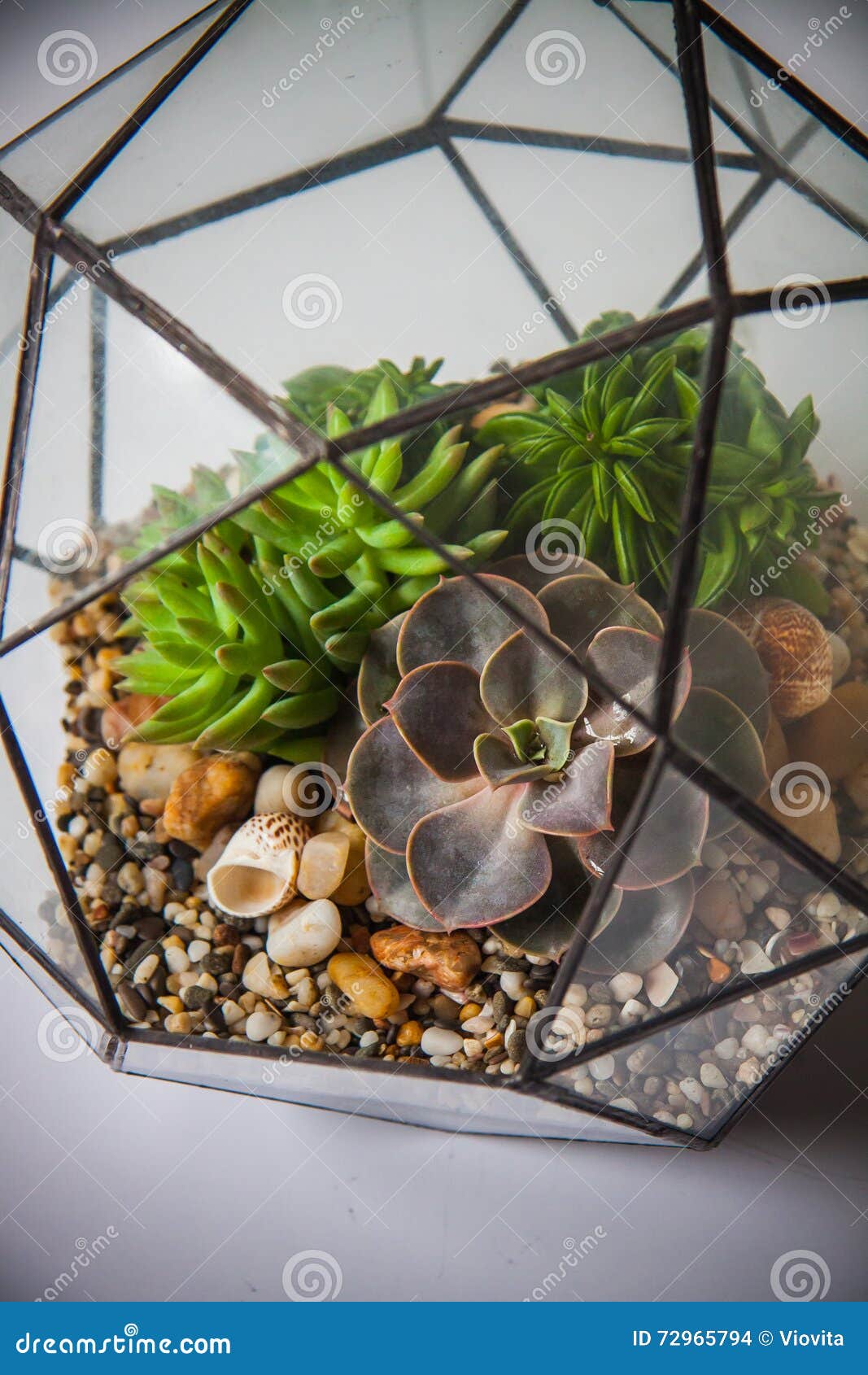 Vases En Verre Avec Les Cactus Verts Photo stock Image du fond