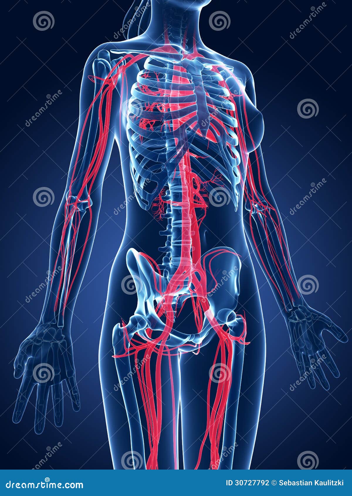 Vasi sanguigni di Emale illustrazione di stock. Illustrazione di