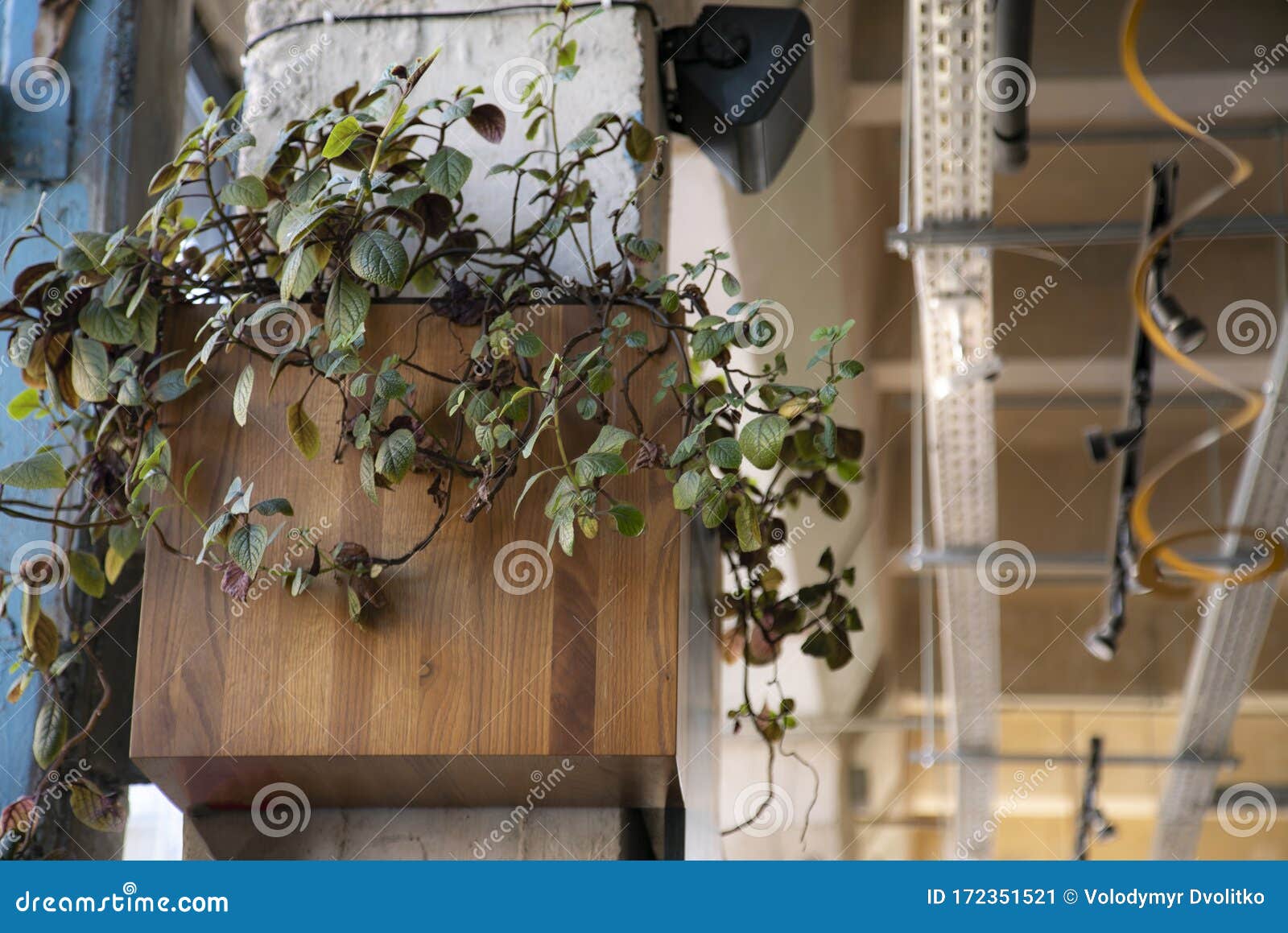 Vaso Com Flores De Plantas Penduradas Na Parede Em Folhas De Alface E  Plantas De Broto Imagem de Stock - Imagem de folhas, verde: 172351521