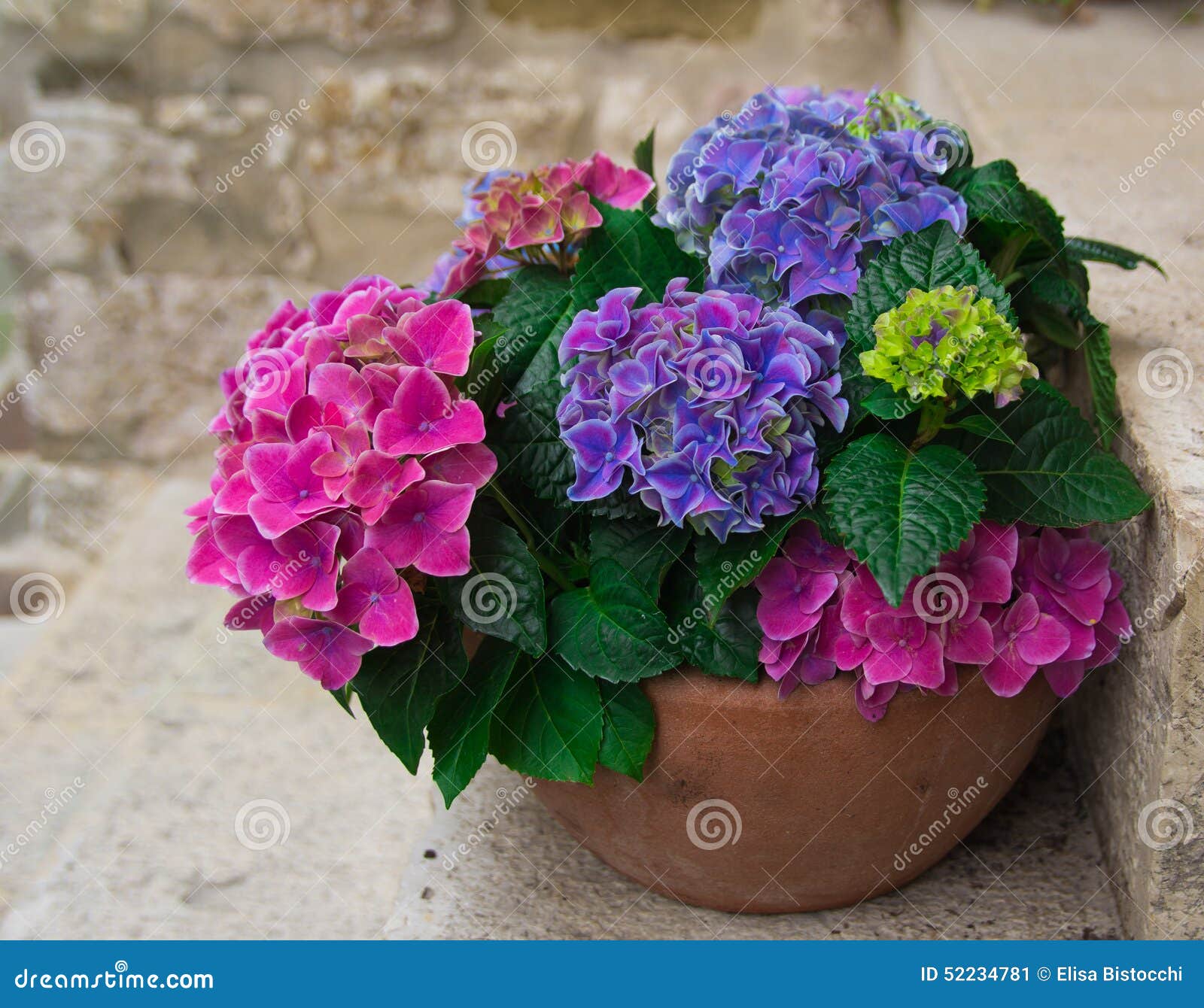 Vaso da hortênsia imagem de stock. Imagem de floral, verde - 52234781