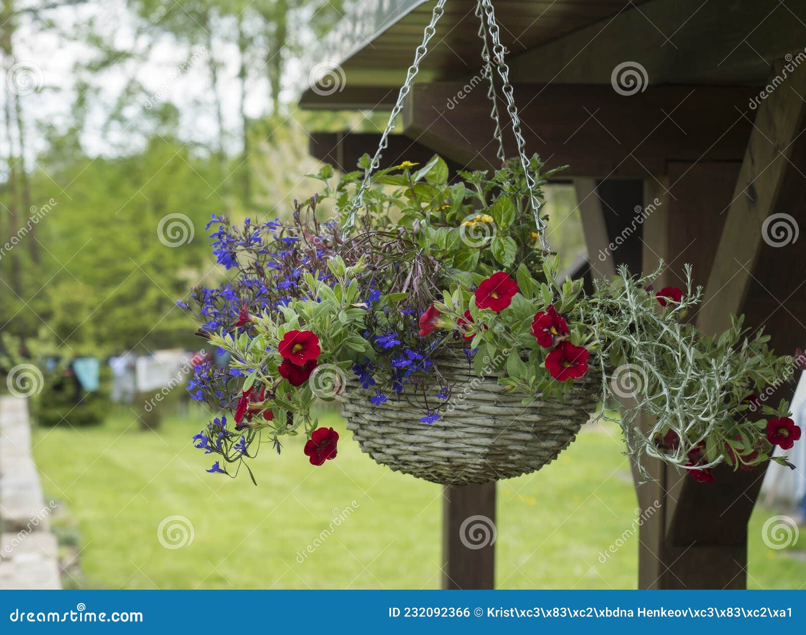 Vaso De Flores De Cesto Branco Com Petunia Lobelia Colorida E Flores De  Gerânio Penduradas De Pergola De Madeira Foto de Stock - Imagem de vaso,  exterior: 232092366