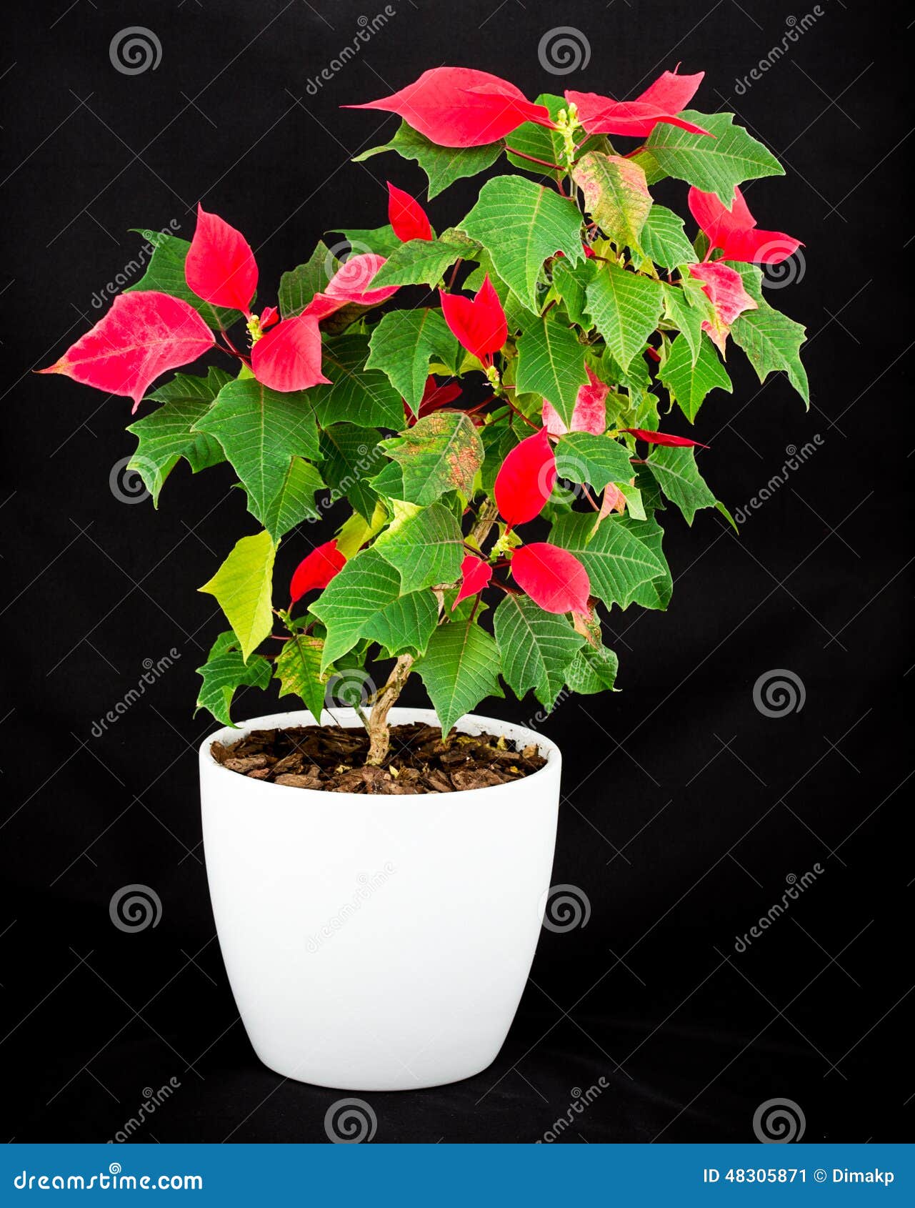 Vaso De Flores Da Estrela Do Natal Imagem de Stock - Imagem de sazonal,  flora: 48305871