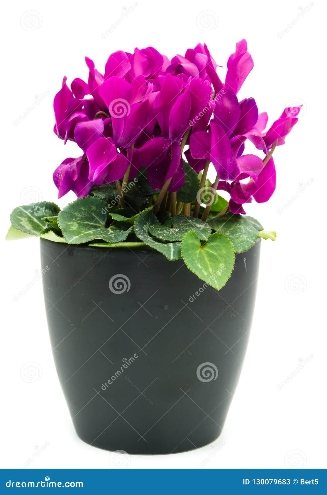 Vaso De Flores Roxo Do Cíclame Isolado No Fundo Branco Imagem de Stock -  Imagem de buquê, corte: 130079683