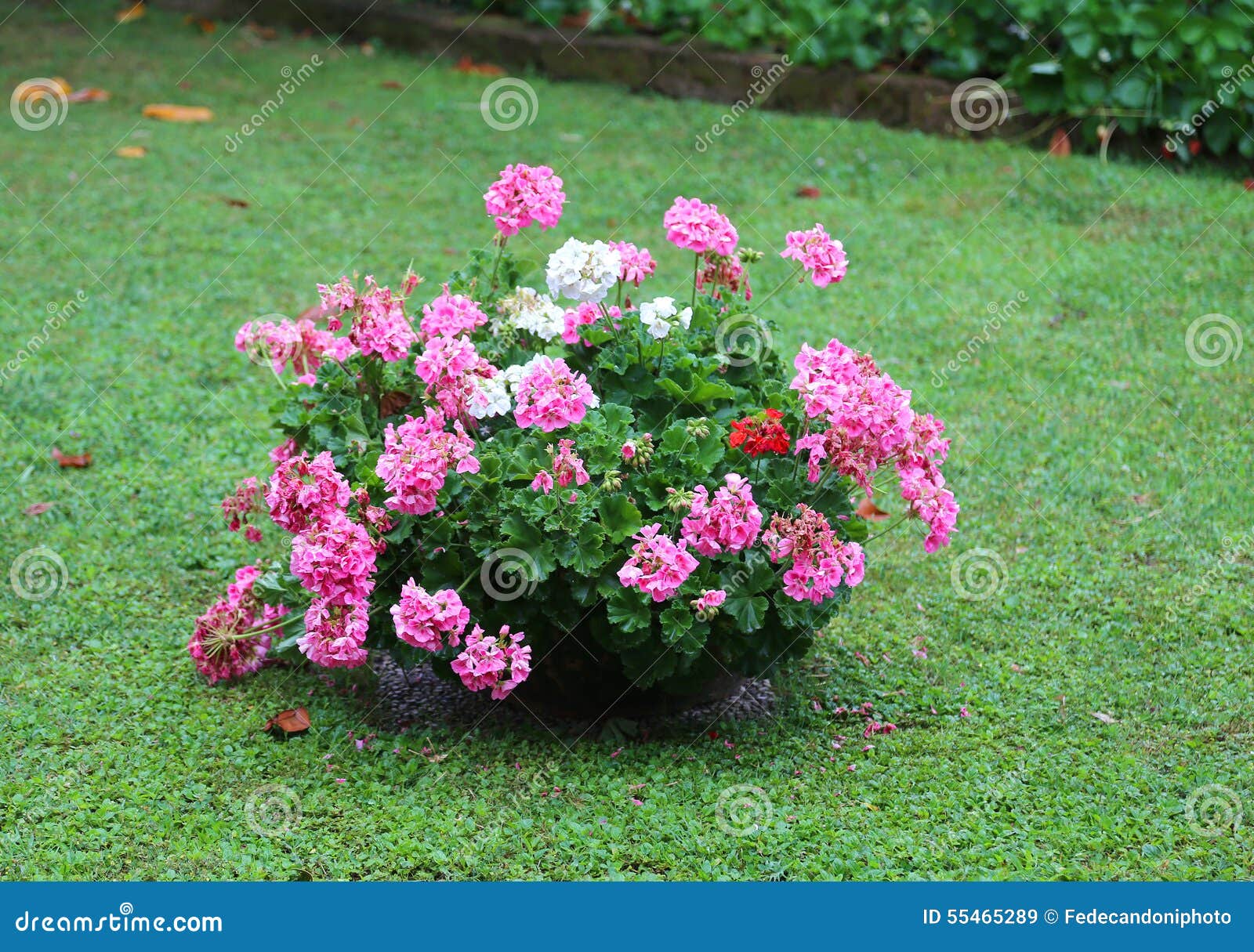 Vaso De Gerânio Coloridos No Jardim Imagem de Stock - Imagem de gerânios,  potenciômetro: 55465289