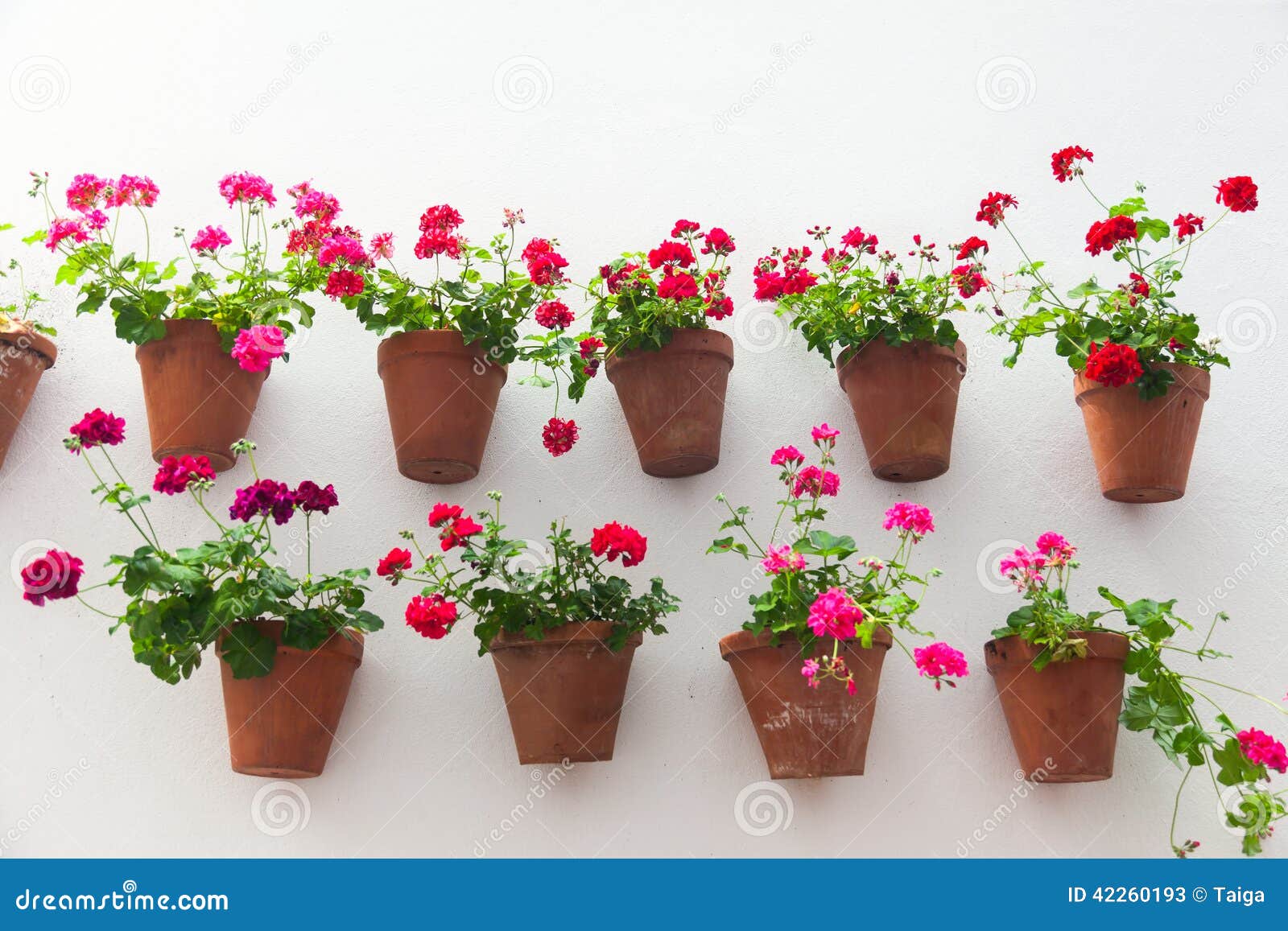 Vasos De Flores E Flor Vermelha Em Uma Parede Branca Com Espaço Da Cópia  Para O Te Imagem de Stock - Imagem de europeu, marco: 42260193