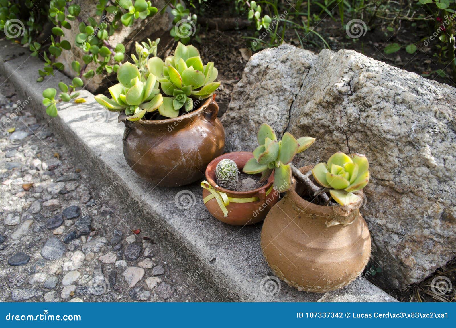 Vasos Do Jardim Com As Plantas Sem Flores No Jardim Foto de Stock - Imagem  de macro, floral: 107337342