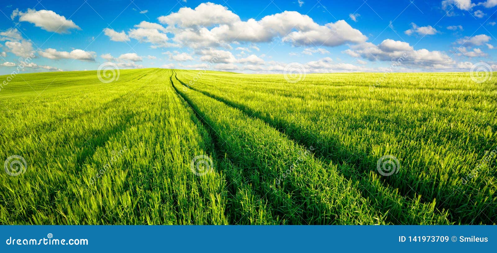 vast green fields panorama with nice blue sky