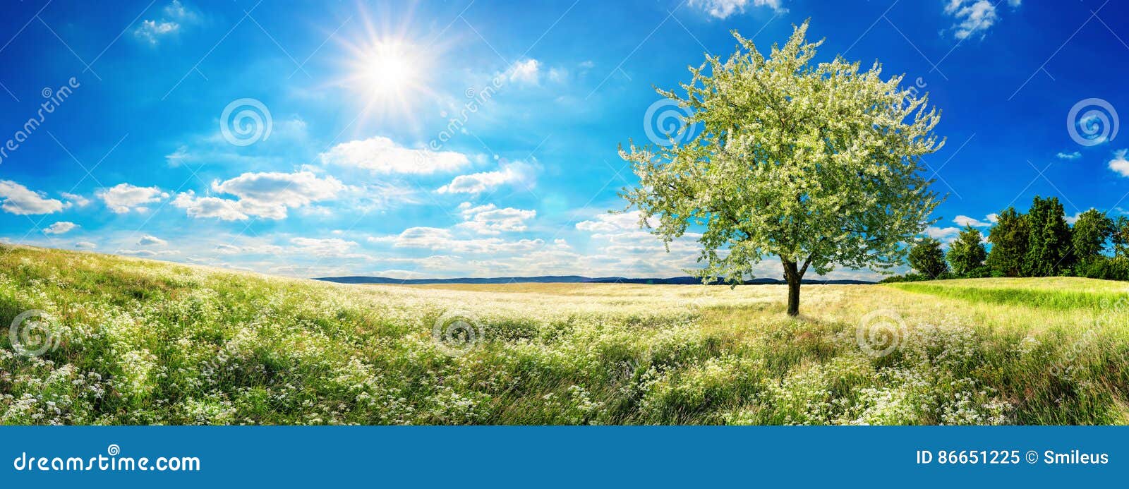 vast meadow with blossoming tree in spring