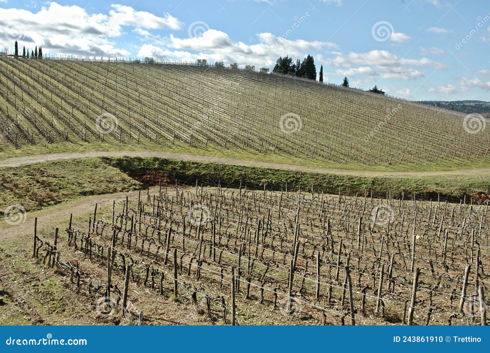 vigneti del chianti in zona greve