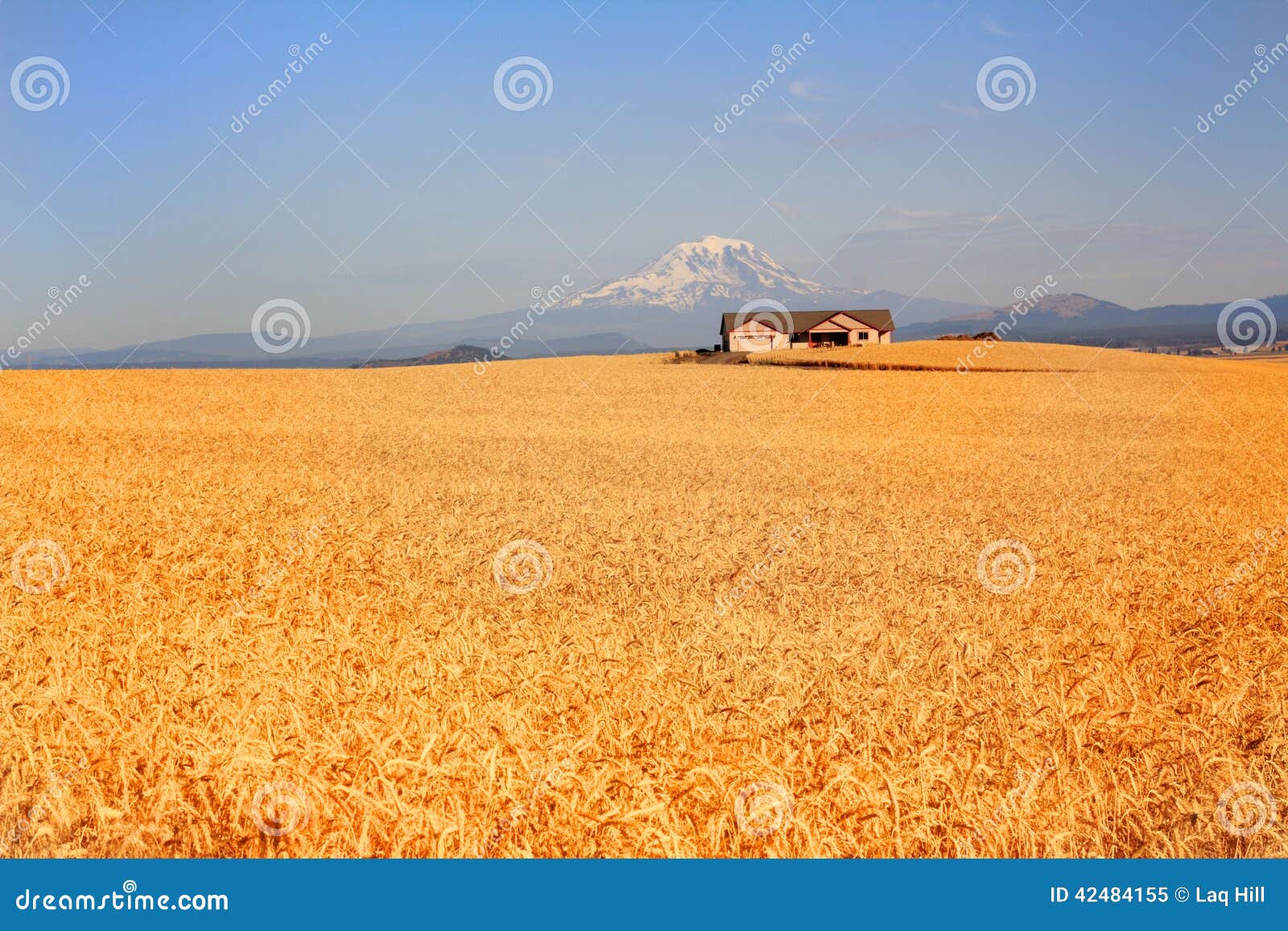 vast wheat field