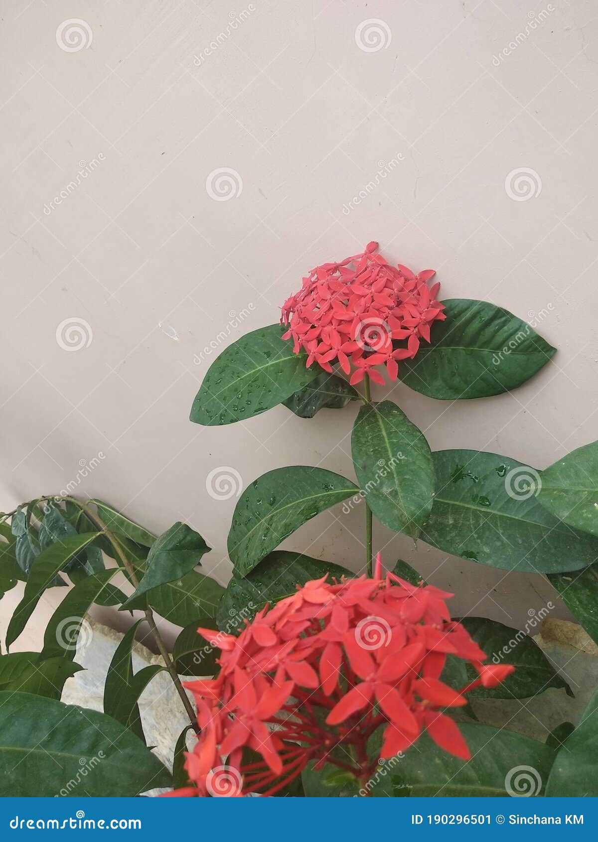 This is vastu flower stock image. Image of food, shrub 190296501