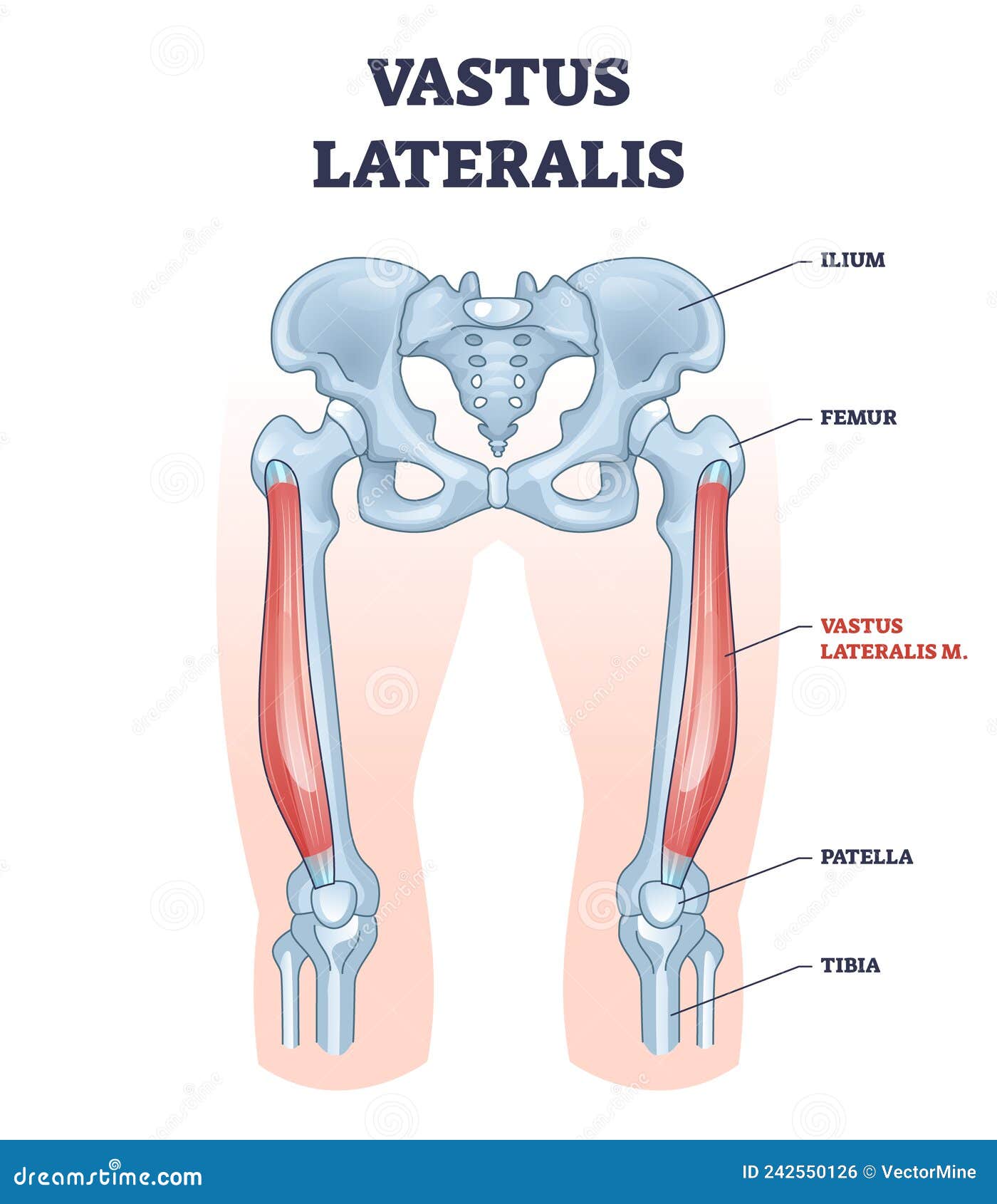 vastus lateralis muscle location and hip or leg skeletal bone outline diagram