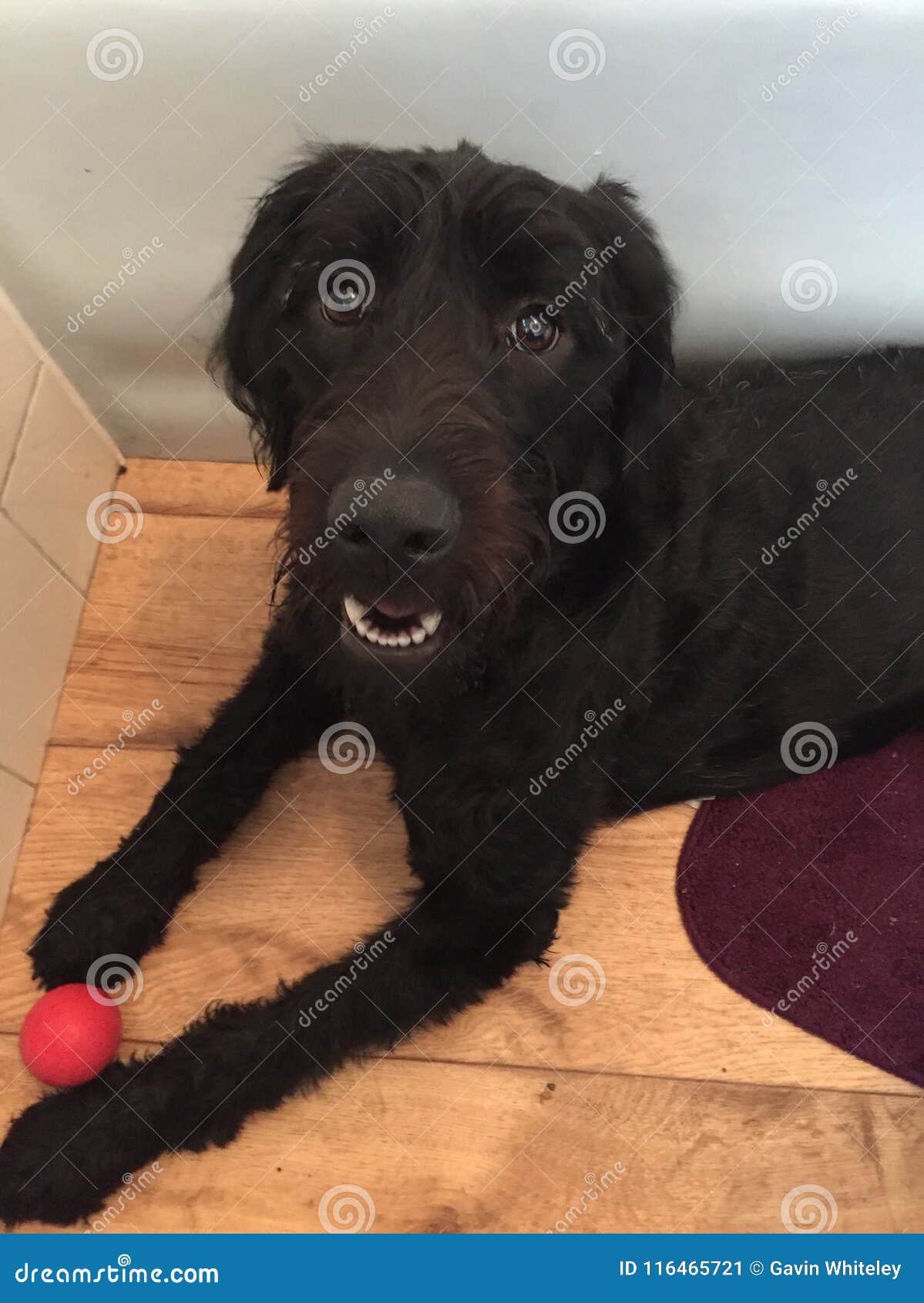 flat haired labradoodle