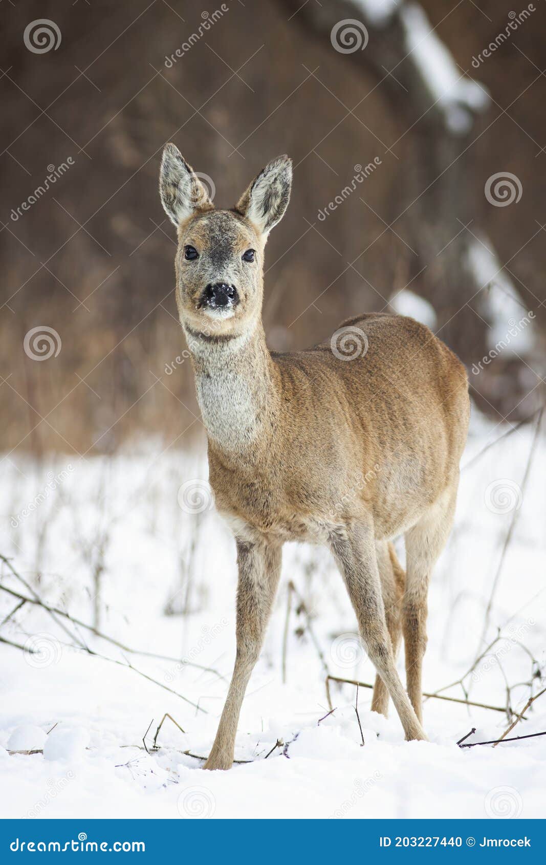 Corça, capreolus capreolus, corça fêmea na primavera em pé em um prado.