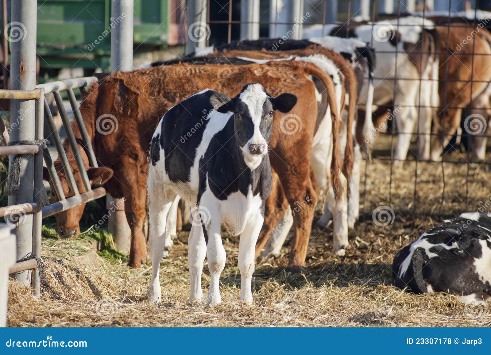 Veal stock photo. Image of herb, cattle, grass, farm 23307178