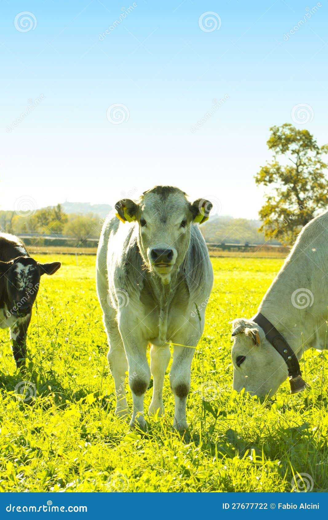Veal stock photo. Image of beast, farm, domestic, head 27677722