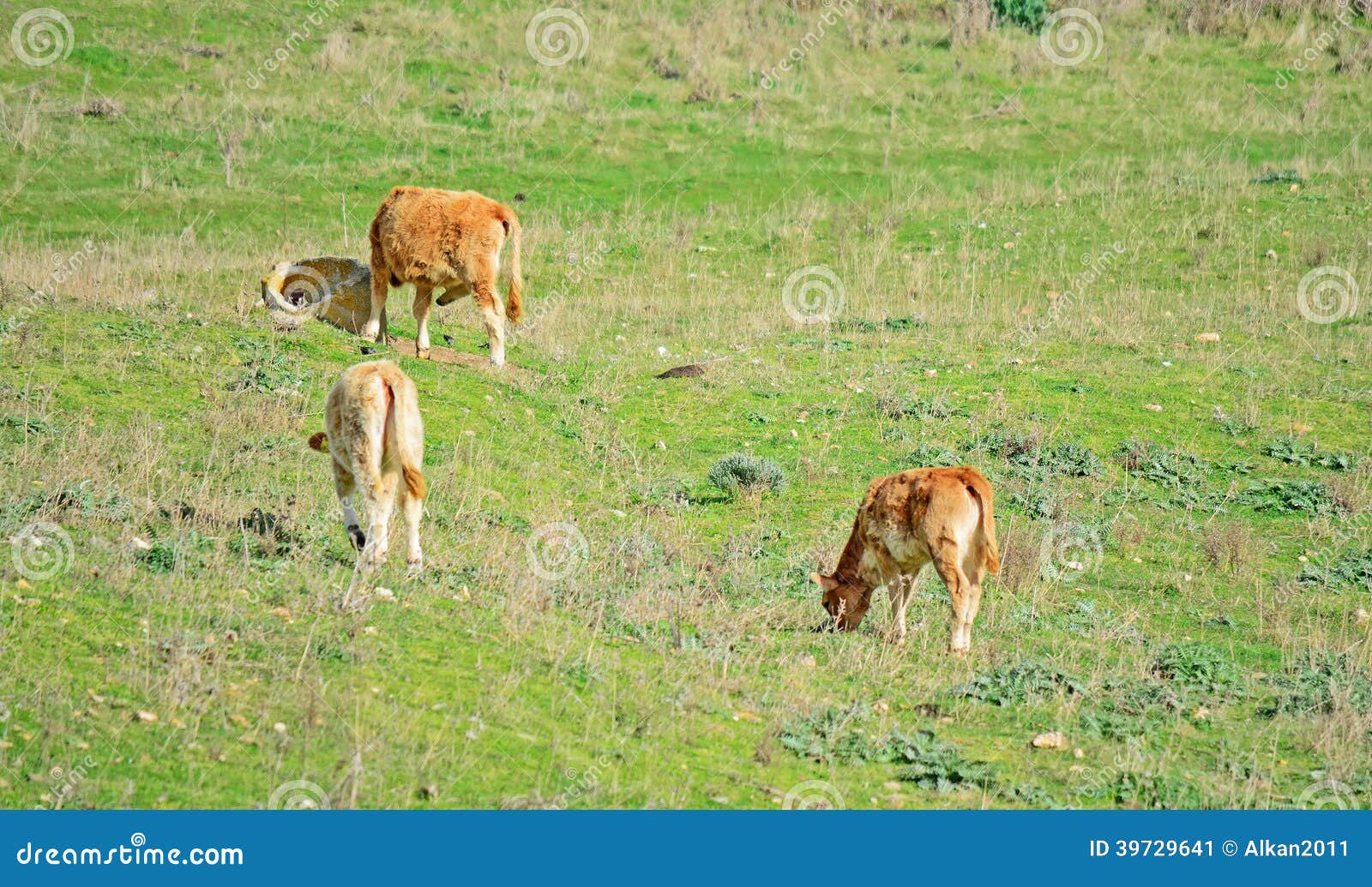 Veals stock image. Image of country, close, agriculture 39729641