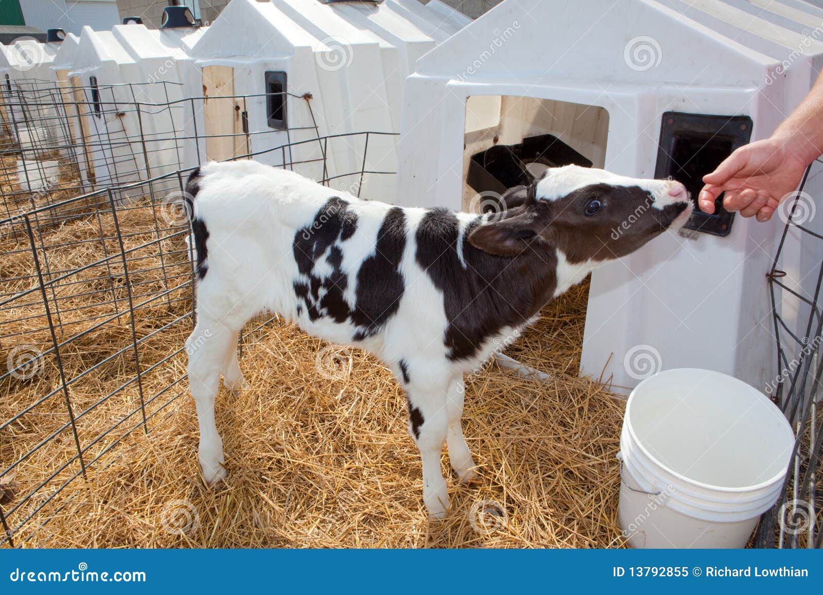 Veau du Holstein image stock. Image du fermes, veau, jeune 13792855