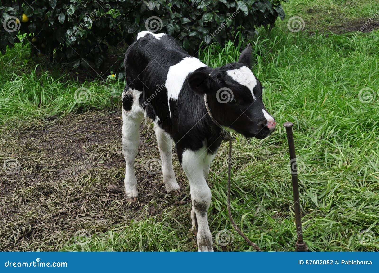 Veau du Holstein l'été photo stock. Image du normal, mignon 82602082
