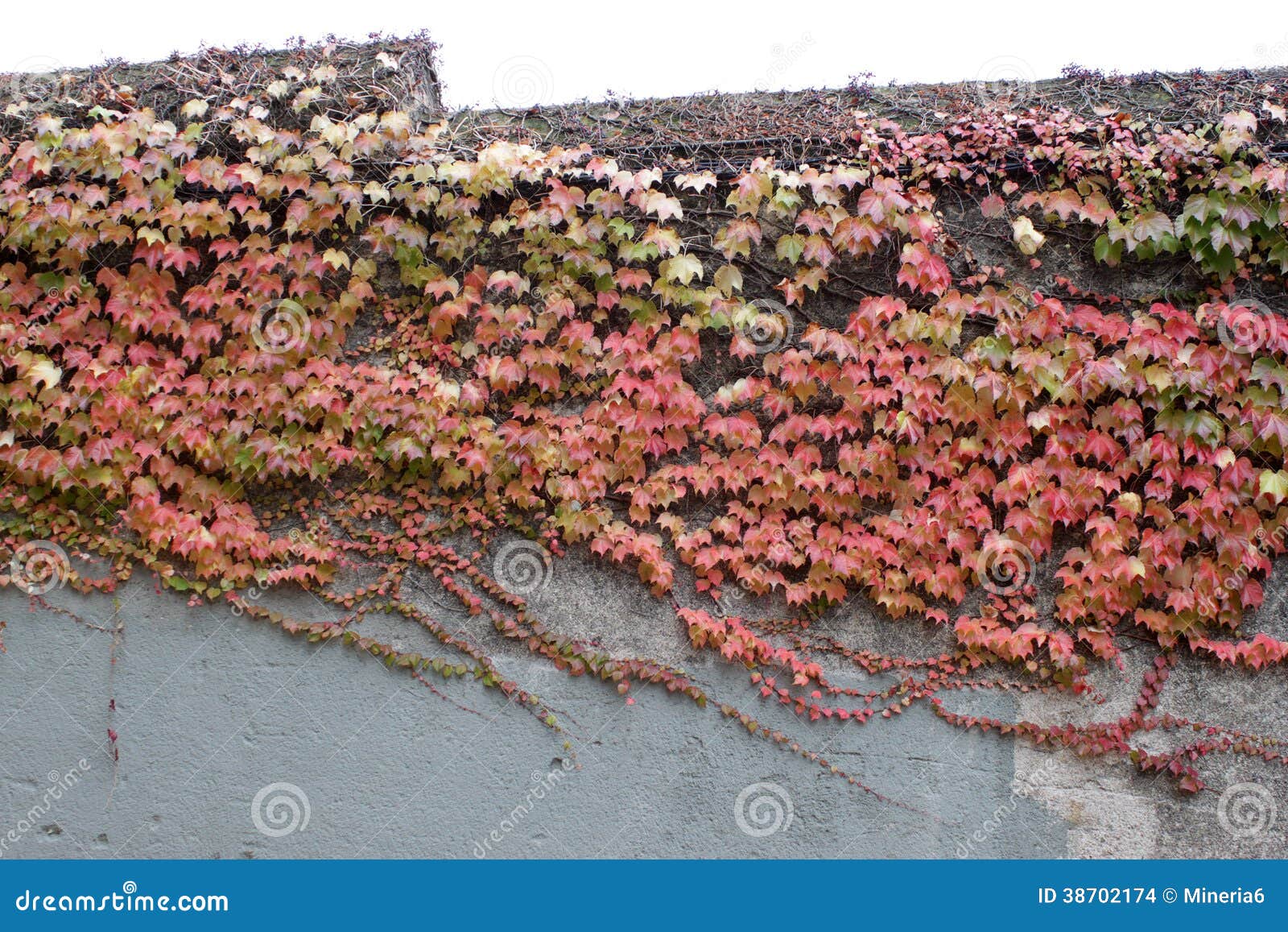 Vecchia parete con le foglie verdi di rosso e del rampicante. La vecchia parete con il rampicante verde ed il rosso lascia nella vecchia città di Girona, Spagna.