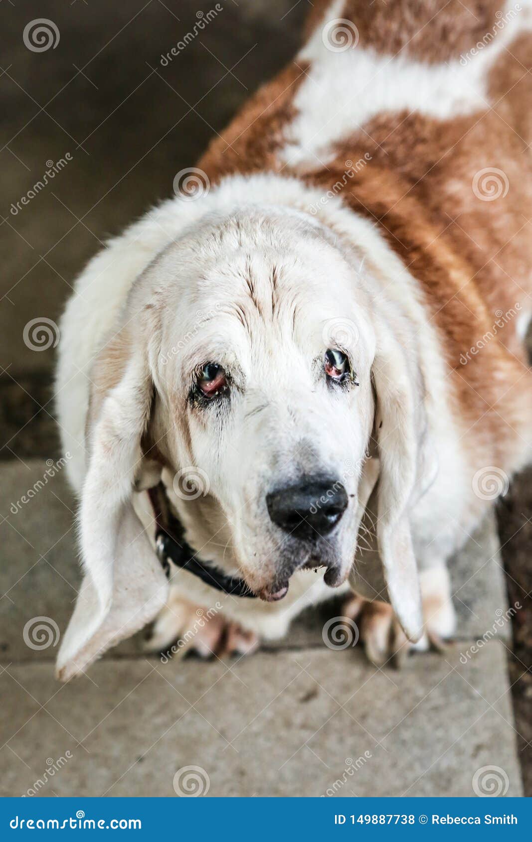 Vecchie cataratte cieche del cane di basset hound in foto all'aperto di entrambi gli occhi. Chiuda su di un arancio ed il vecchio cane di basset hound maturo bianco osserva le cataratte cieche in foto all'aperto di entrambi gli occhi