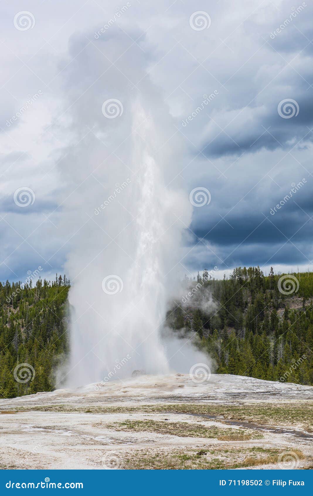 Vecchio geyser fedele. Vecchia eruzione fedele del geyser Bacino superiore del geyser (vecchia area fedele), parco nazionale di Yellowstone, U.S.A.