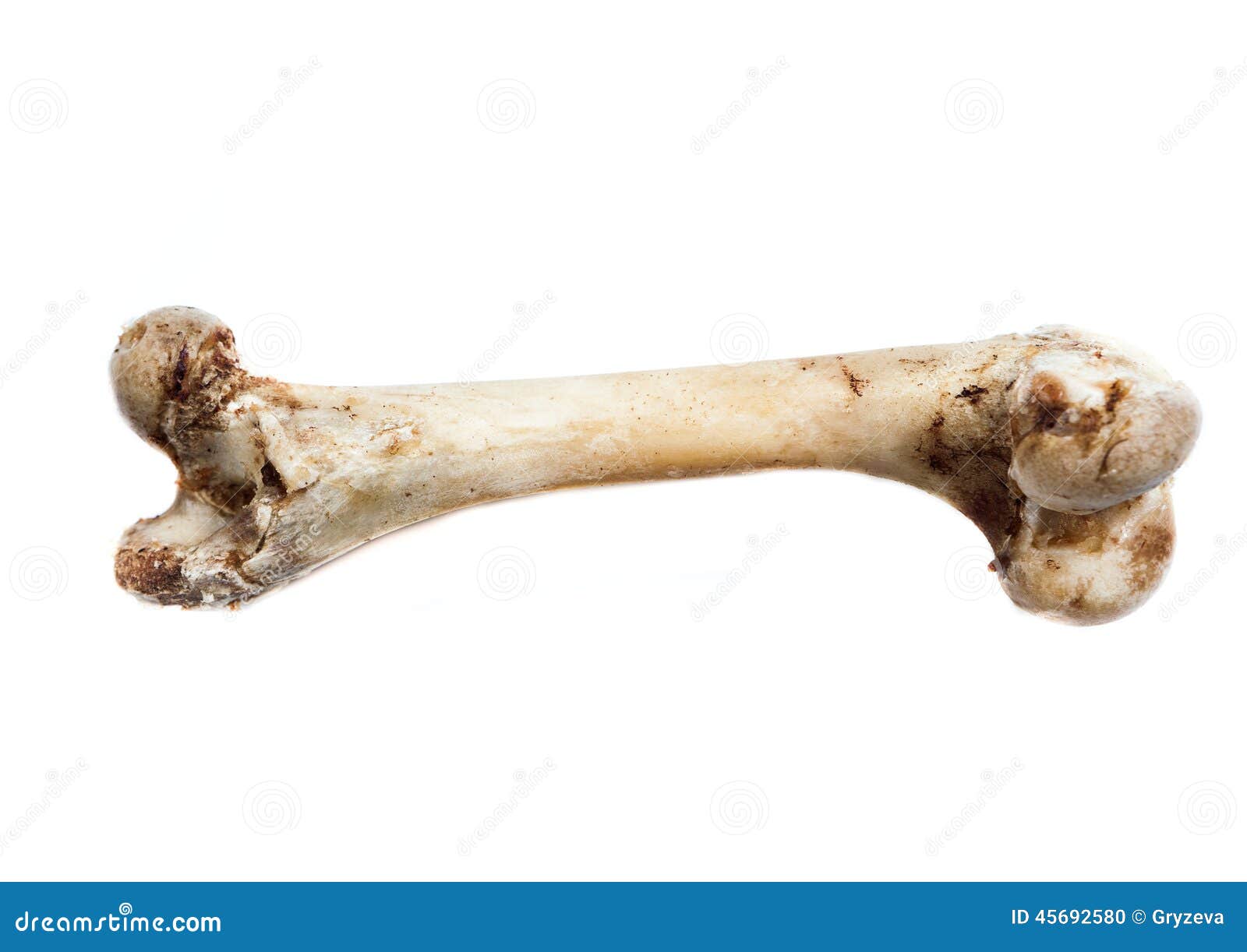 Elder bone. Обглоданные человеческие кости.