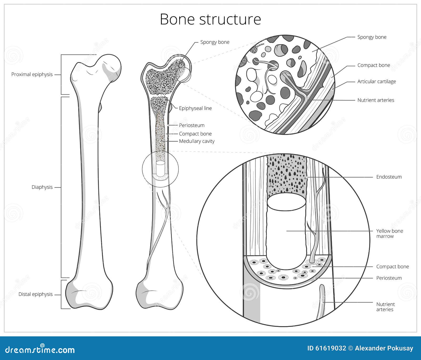 Vecteur éducatif médical de structure d'os. Illustration éducative médicale de vecteur de la science de structure d'os Anatomie d'os