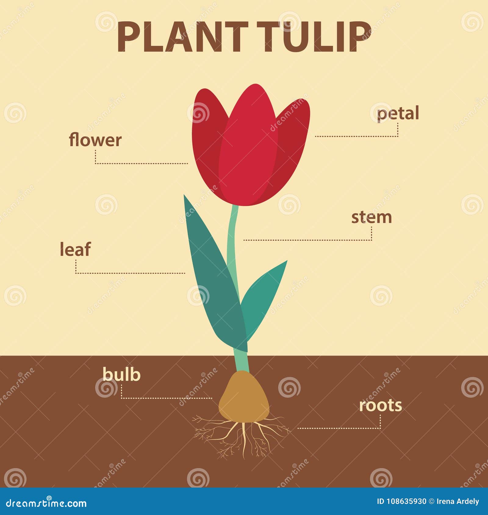 Корневая система тюльпана. Строение тюльпана. Тюльпаны инфографика. Тюльпан части растения. Лист тюльпана биология.