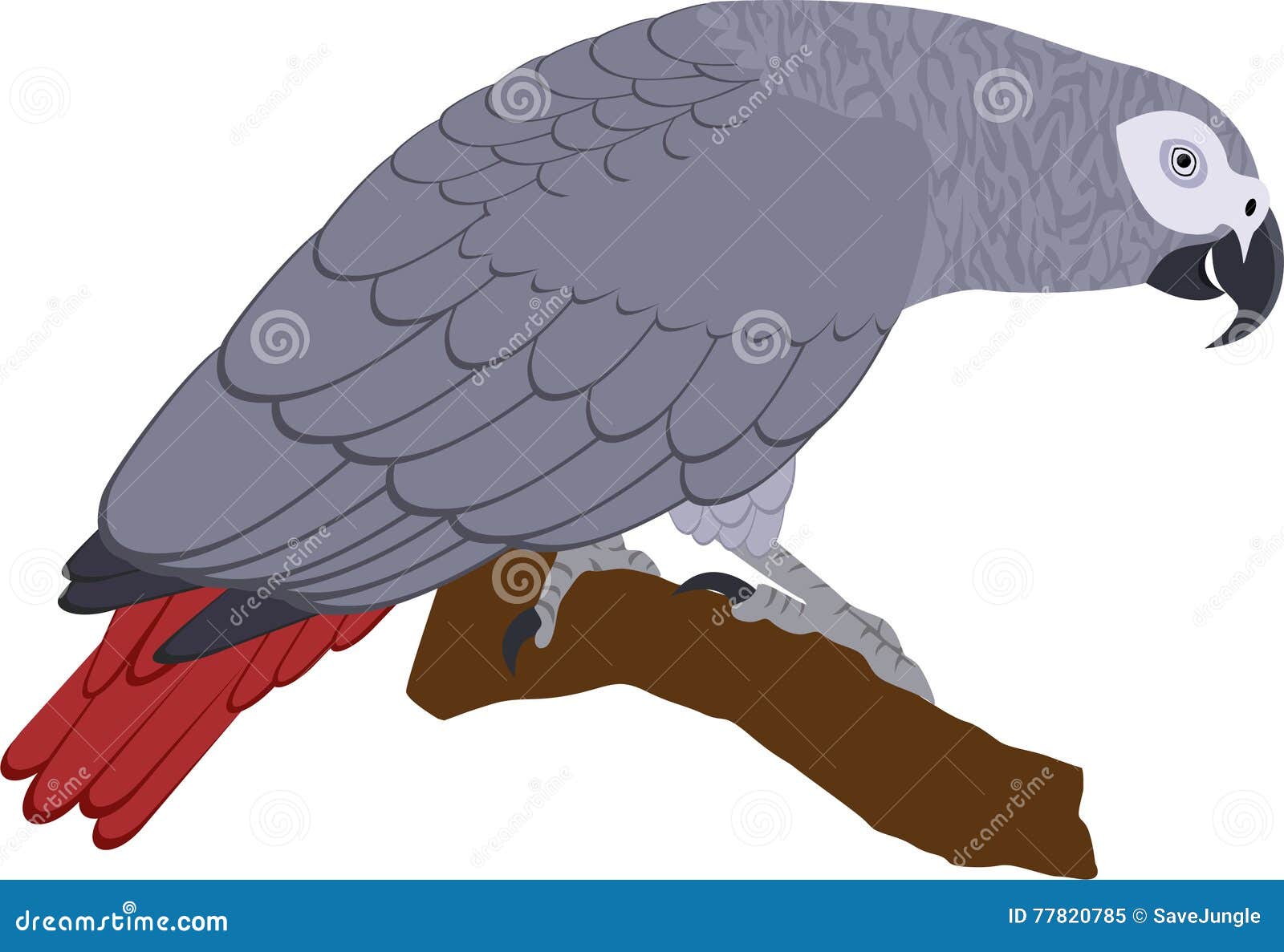 Vector African Grey Parrot stock vector. Illustration of wild - 77820785