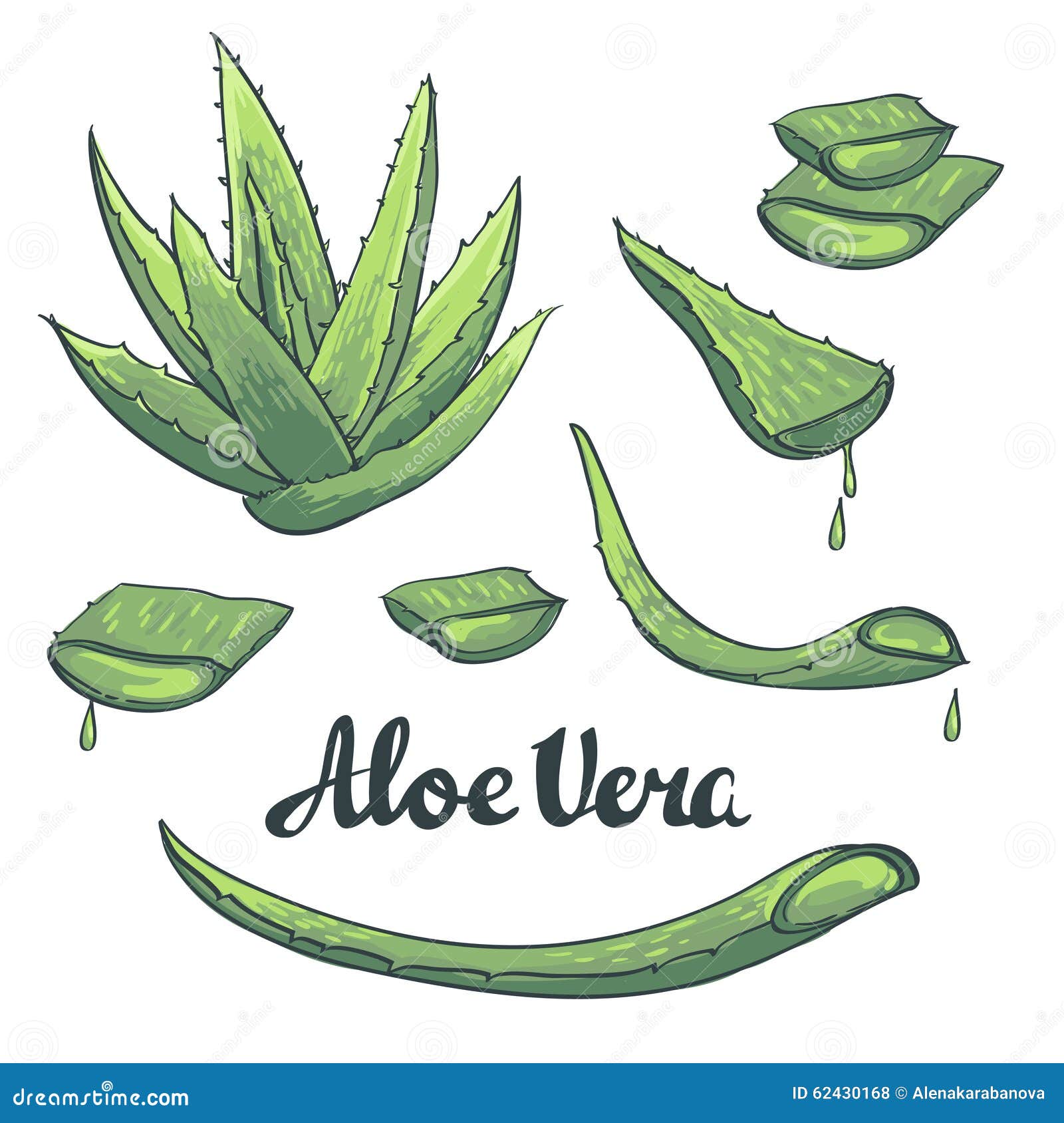 Aloe Vera Plant Hand Drawn Engraving Vector Illustration On White