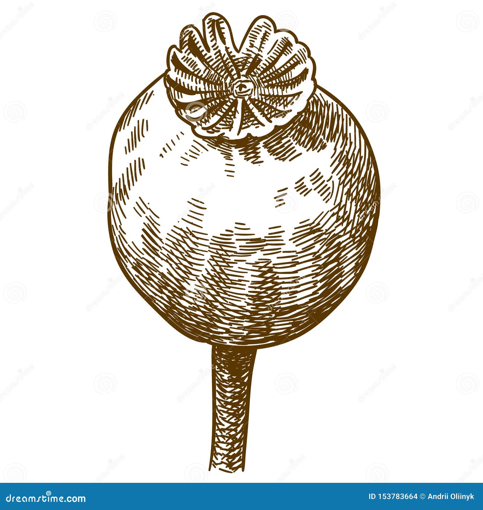 Engraving Illustration of Big Poppy Pod Stock Vector - Illustration of ...