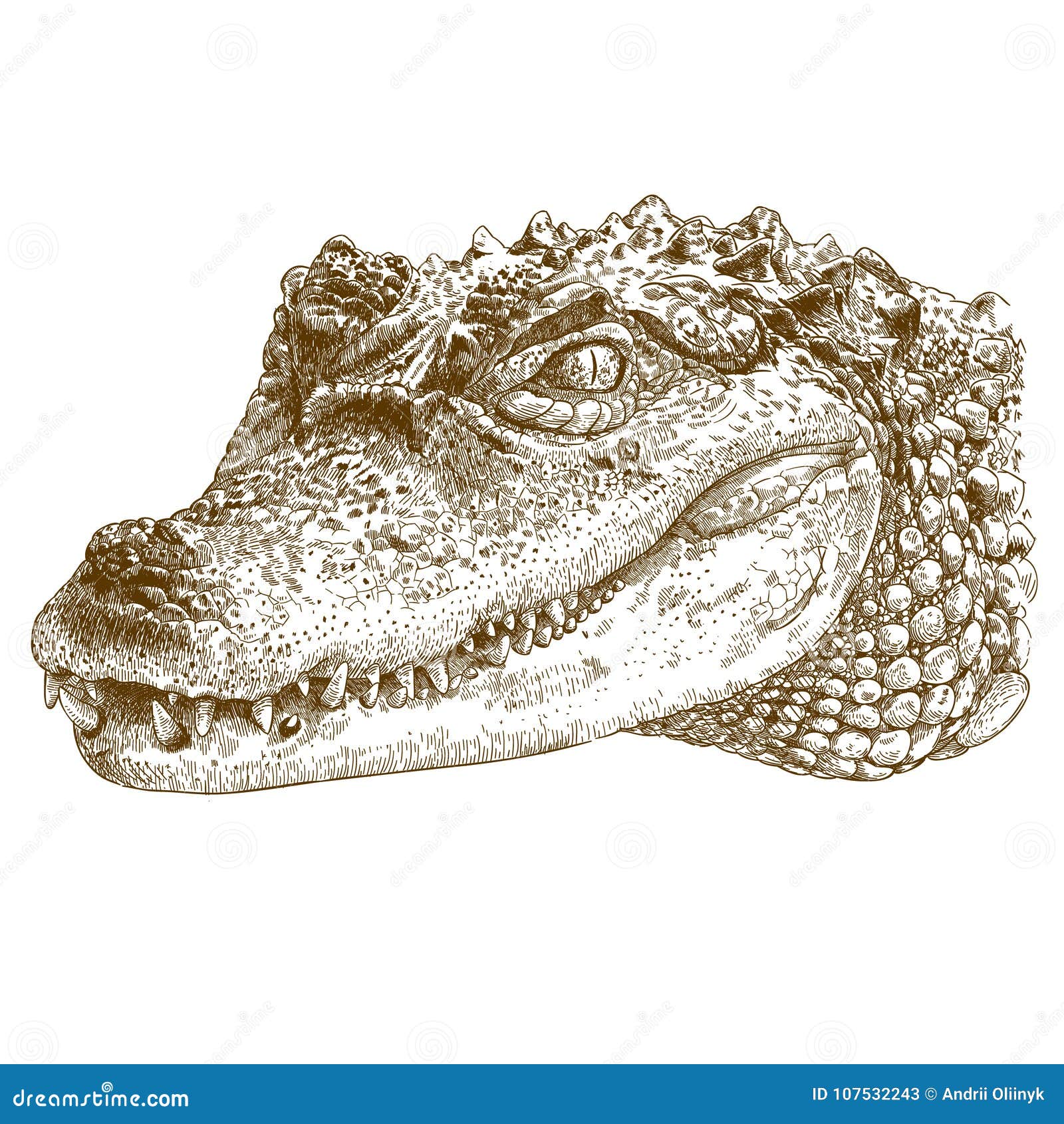 engraving  of crocodile head