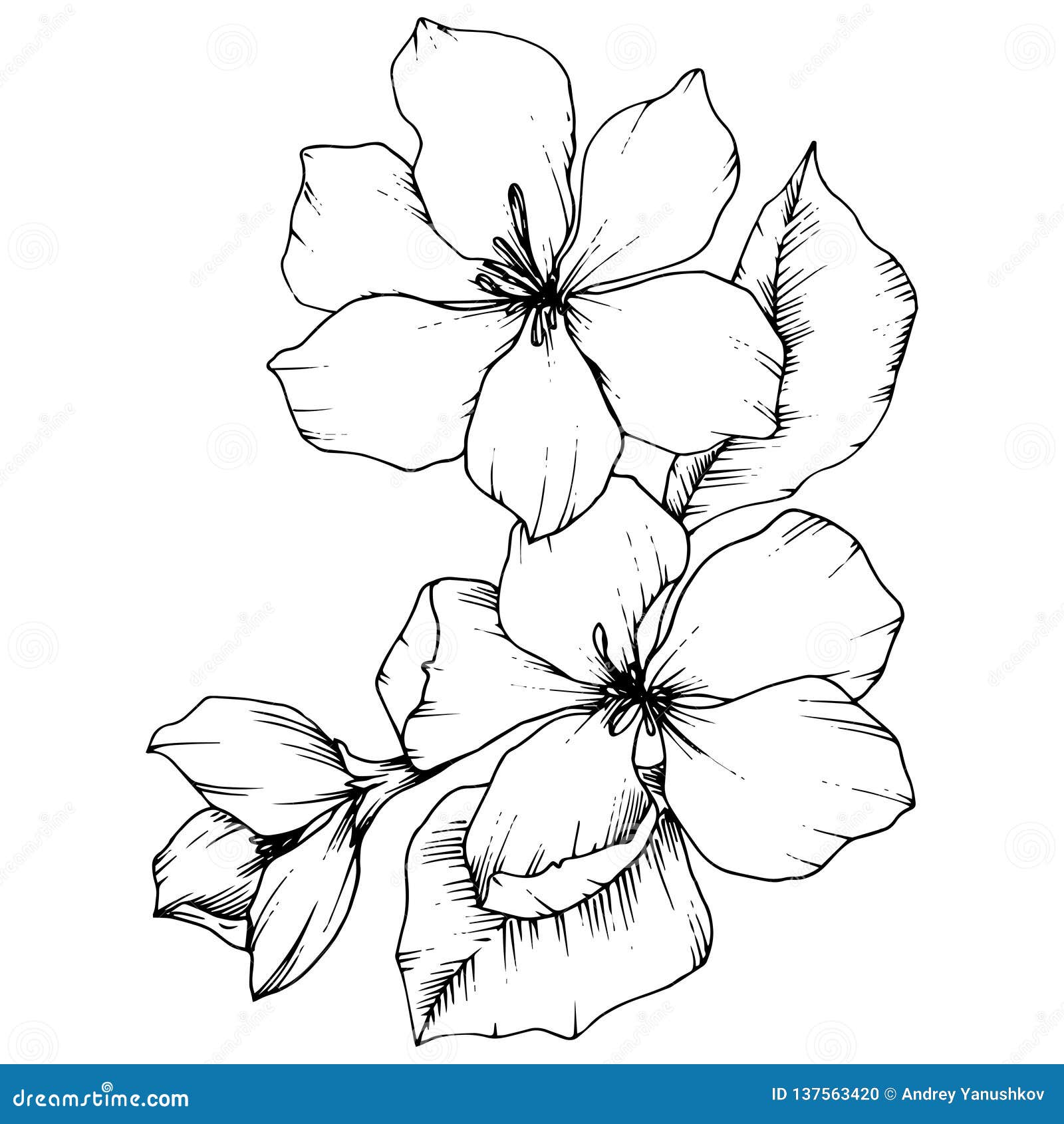 Vector Apple Blossom Floral Botanical Flower. Black and White Engraved ...