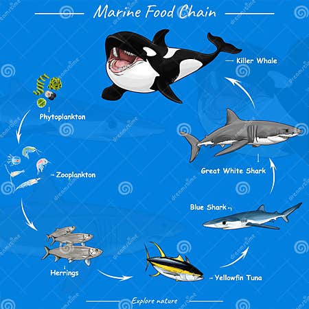 Marine Food Chain Vector Illustration of Food Chain in Ocean Stock Biology Diagrams