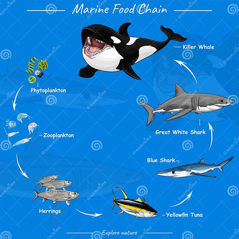 Marine Food Chain Vector Illustration of Food Chain in Ocean Stock Biology Diagrams
