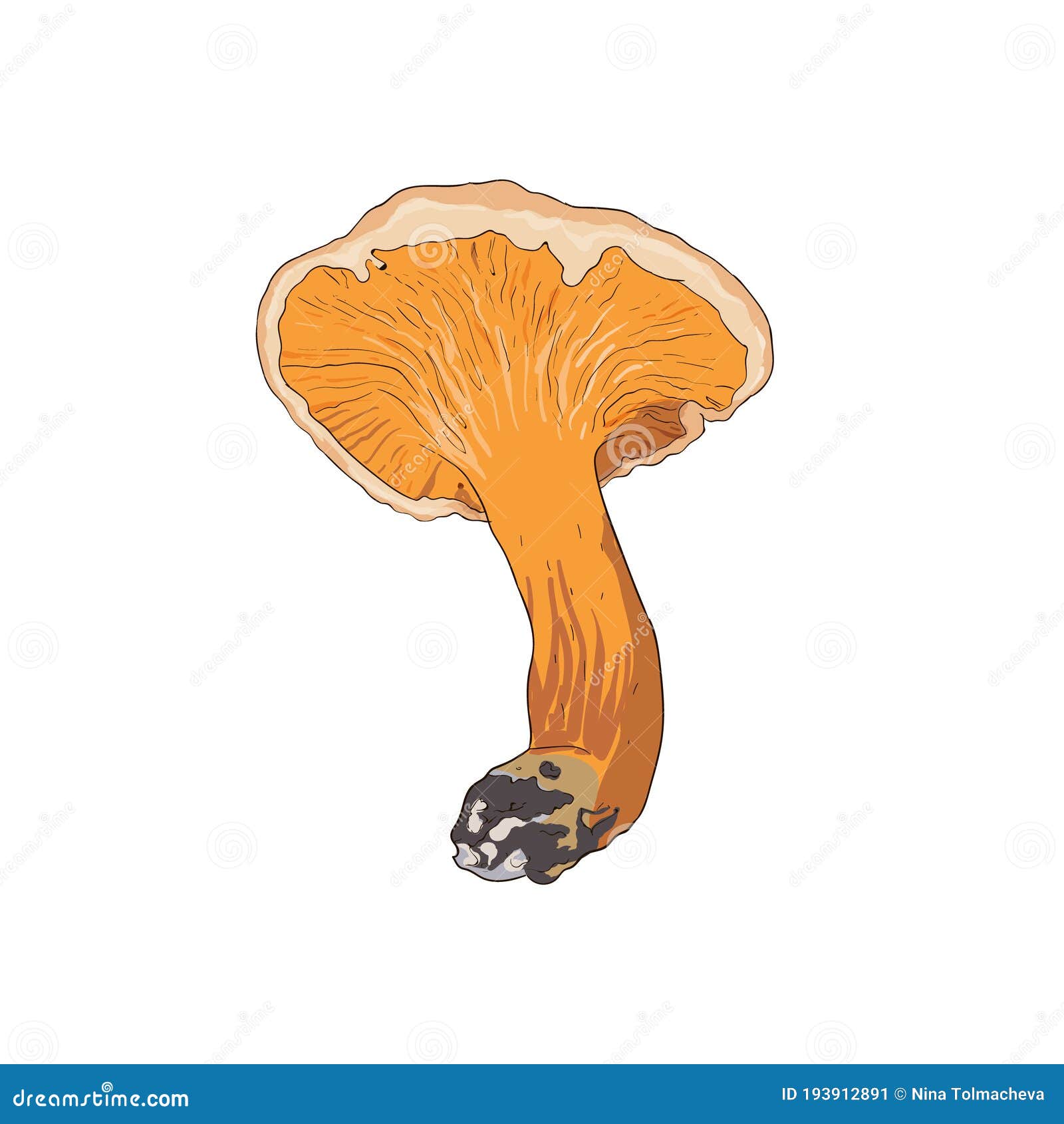 Vector Art Chanterelles Mushroom Isolated on White Stock Vector ...